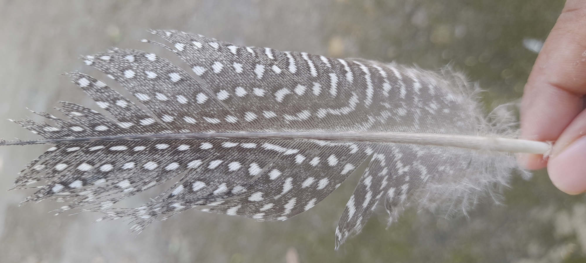 A close-up shows a guinea fowl feather held by a hand. The feather is primarily grey with white spots arranged in rows. The hand, with fair skin, is holding the lower portion of the feather. The background is blurred and indistinct. Location: Unknown, Indonesia.