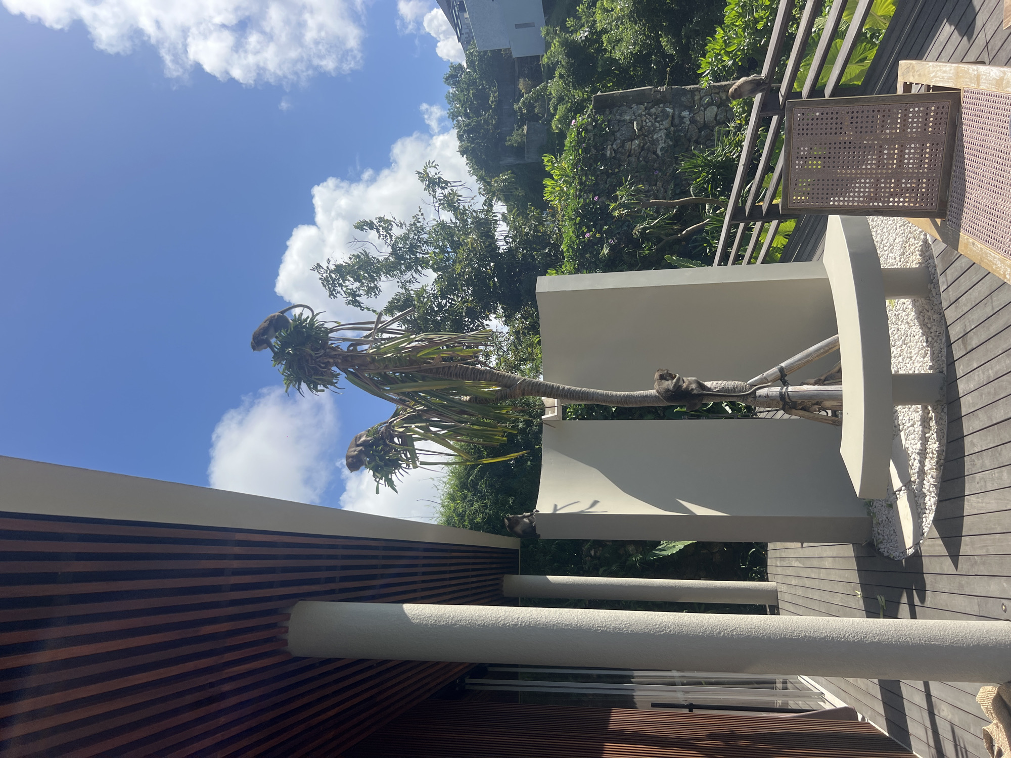 The image depicts a scene in Kuta Selatan, Indonesia, featuring a modern building with a wooden deck. The building exhibits a blend of wood and concrete construction, with a visible roof and window panes. A tropical tree is near the building, with several monkeys observed both on the tree and on the roof of the building. The sky is visible with clouds.
