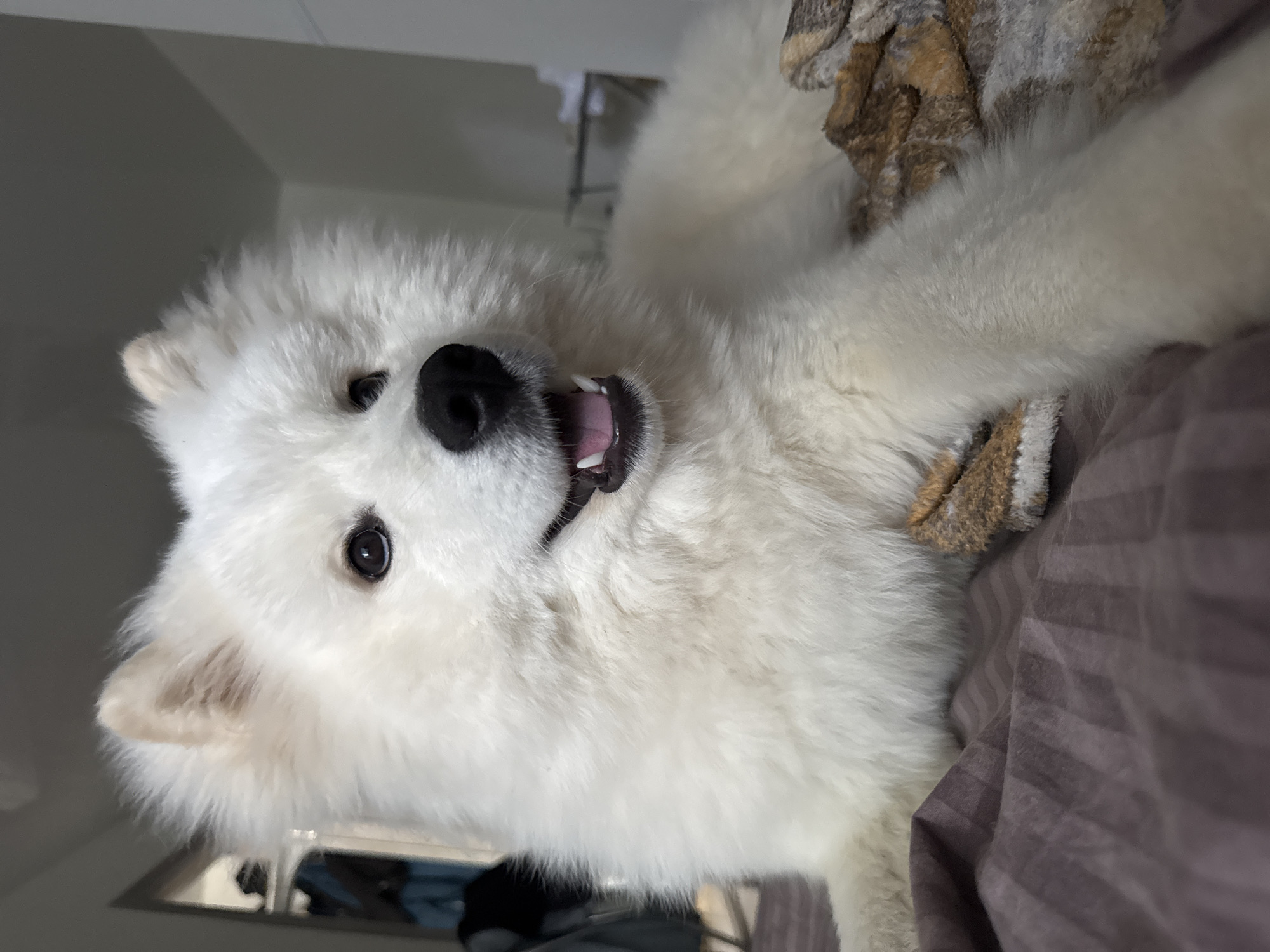 A close-up, slightly tilted, indoor photograph shows a white Samoyed dog lying on a bed with striped, grey bedding. The dog faces the camera with its mouth slightly open, exposing its teeth and tongue. A dark nose and black eyes are clearly visible. Part of the dog's paw rests on a brown and white patterned blanket. The background features a blurred view of what seems to be a room's interior, with hints of furniture and light fixtures. There is no indication of location or city.