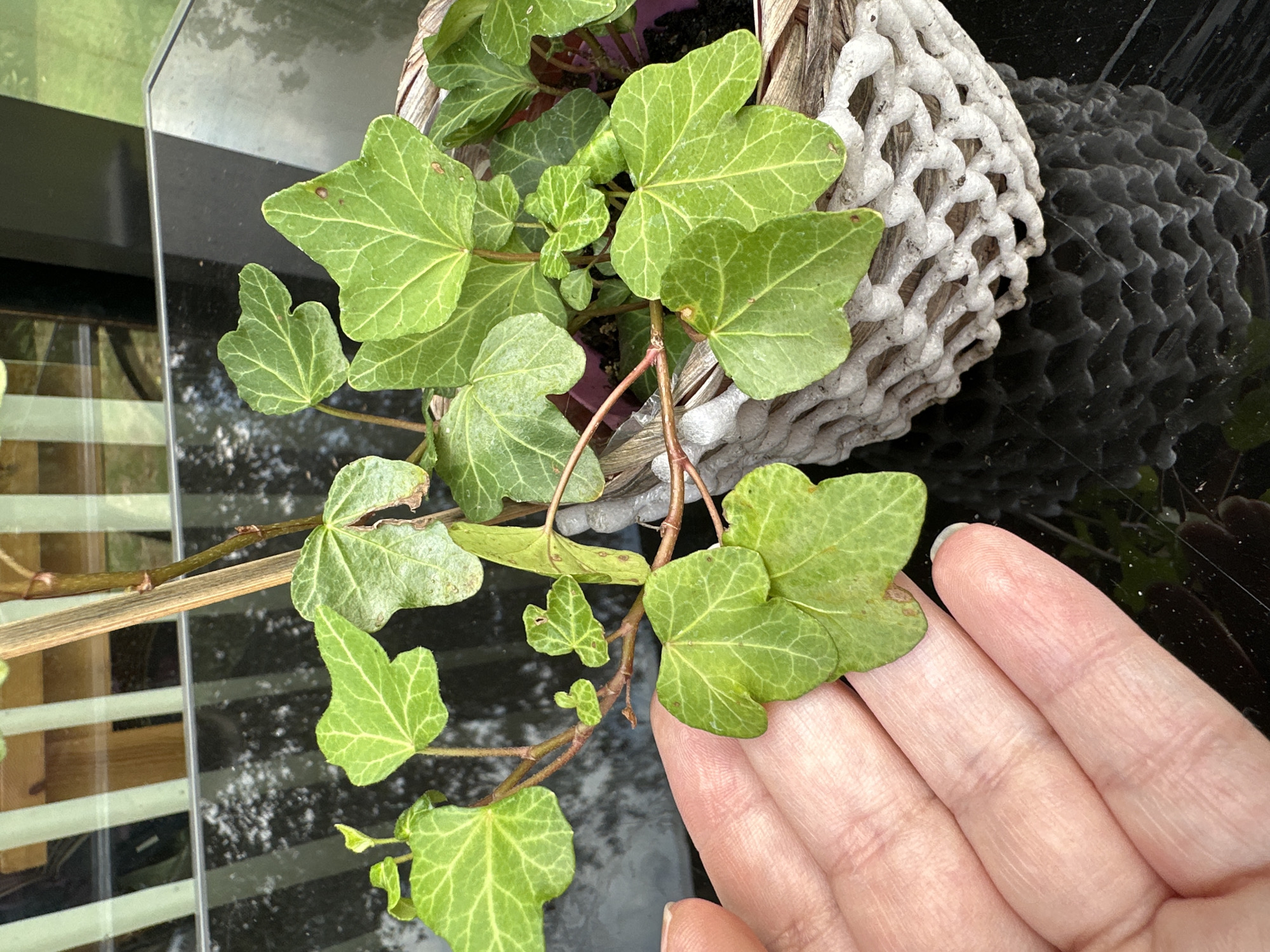A hand, with its fingers gently touching an ivy plant, is shown in the foreground. The plant, with its characteristic lobed green leaves, is in a decorative basket. The basket appears to be made of a textured white material woven around a natural base, and it sits on a reflective dark surface. In the background, a window with vertical blinds is visible, suggesting an indoor or enclosed outdoor setting, possibly a patio or conservatory. The overall scene suggests a moment of quiet observation or care for the plant. This image does not provide specific information that allows for the localization to Krefeld, Germany.