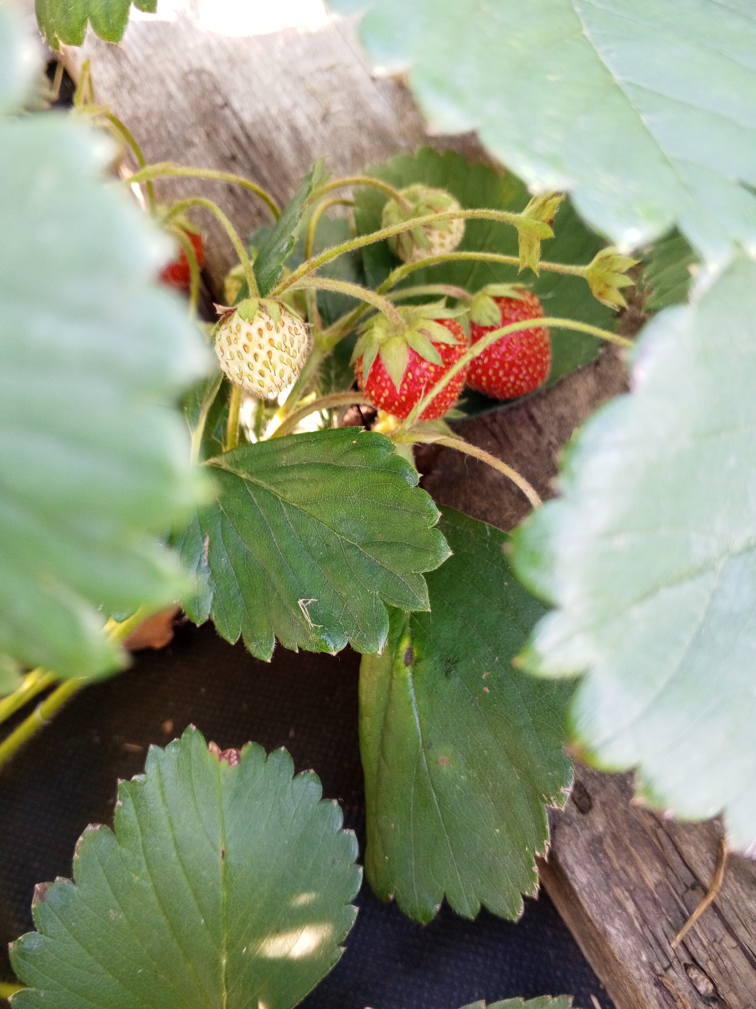 The image shows a close-up view of a strawberry plant with ripening fruit. Several strawberries are visible, some are red and ripe, while others are still green or white, indicating different stages of development. The plant has green leaves with serrated edges, and thin, fuzzy stems. The background consists of a weathered piece of wood and dark fabric. The lighting suggests it is daytime, likely outdoors in natural light. The focus is on the strawberries and their immediate surroundings, with the leaves and wood creating a natural, somewhat rustic setting. No people or specific activities are depicted. The overall mood is one of natural growth and abundance.