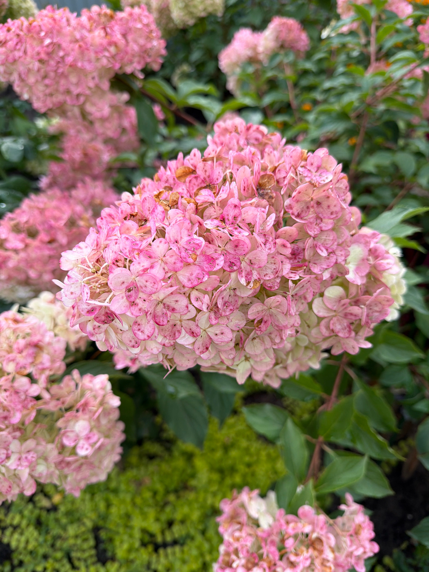 The image is a close-up shot of a cluster of pink hydrangeas in bloom. The flowers are a mix of pink and white, with some starting to turn brown at the edges. The hydrangeas are densely packed, forming large, cone-shaped blooms. Lush green foliage surrounds the flowers, creating a soft, natural backdrop. The lighting suggests it is daytime, possibly overcast, as there are no harsh shadows. The image does not contain any people or specific identifiable landmarks that would indicate its location in Orekhovo-Zuyevo, Russia, or any other city. It is a general nature scene focusing on the flowers.