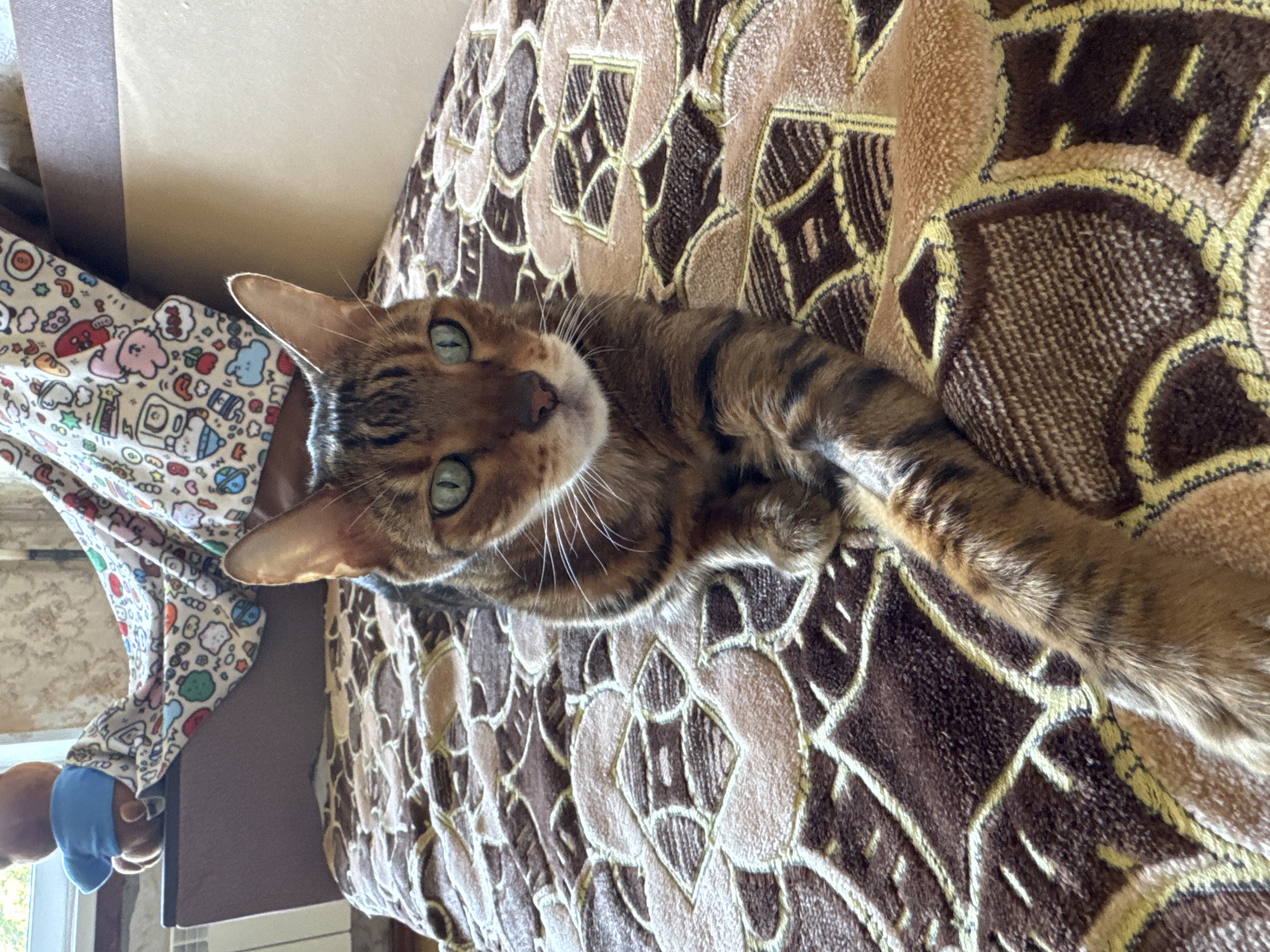 A Bengal cat with green eyes lies on a brown and beige patterned blanket. The cat is facing the camera and its body is positioned diagonally across the frame. To the left of the cat, a teddy bear wearing a blue shirt is visible, partially covered by a colorful blanket with cartoon characters. The background appears to be an indoor setting, possibly a bedroom, with a radiator visible on the left side.
