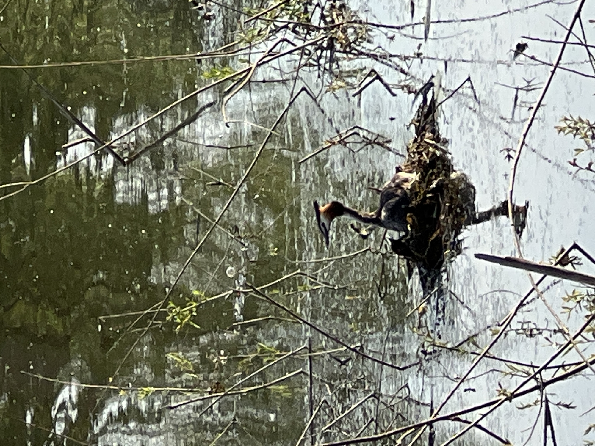 An image captures a Great Crested Grebe (Podiceps cristatus) on its nest in a body of water, likely a pond or lake, in Bazaryntsi, Ukraine. The bird, positioned in the upper right portion of the frame, has distinctive reddish-brown and black head plumage with a prominent crest and a pointed bill. Its body is mostly dark on the back with lighter undersides.
The grebe is perched on or within a bulky, floating nest constructed from reeds and other plant material, suggesting breeding activity. Its head is slightly lowered, possibly tending to the nest or observing its surroundings. The water surface, which occupies most of the left and lower portions of the image, reflects the bright sky and surrounding greenery, creating a mottled pattern of light and dark greens and blues. Numerous thin, bare branches and twigs crisscross the foreground and background, some appearing submerged and others above the water, framing the bird and its nest. The scene is illuminated by daylight, indicating fair weather. There is no visible text.