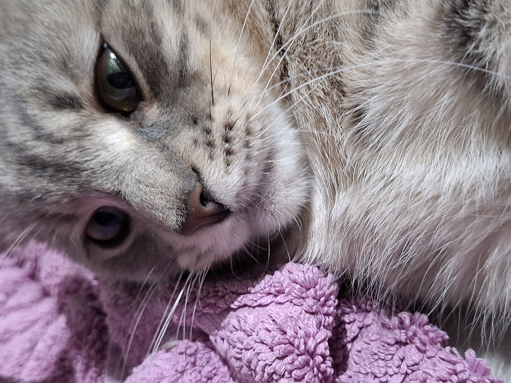 This close-up, eye-level shot captures a domestic cat resting on a bright purple, fuzzy blanket. The cat's head is tilted, with its left eye prominently featured in the upper left quadrant of the frame, showcasing a striking green-brown iris with noticeable reflections from a light source. Its right eye is partially visible towards the lower left, also reflecting light. The cat's fur is a mix of gray and brown tabby stripes, with lighter, softer fur around its nose and mouth. A small, pink nose is visible slightly off-center to the left, surrounded by numerous long, white whiskers that extend both to the left and right. The texture of the cat's fur, varying from soft and fluffy to coarser individual strands, is highly detailed, as is the intricate, nubbly texture of the purple blanket. The lighting is bright, illuminating the fur and creating highlights, especially on the whiskers and around the eyes. The cat appears calm and relaxed, possibly in a sleepy state, given its resting posture. There is no discernible activity other than resting. No text is visible in the image. The setting appears to be indoors.