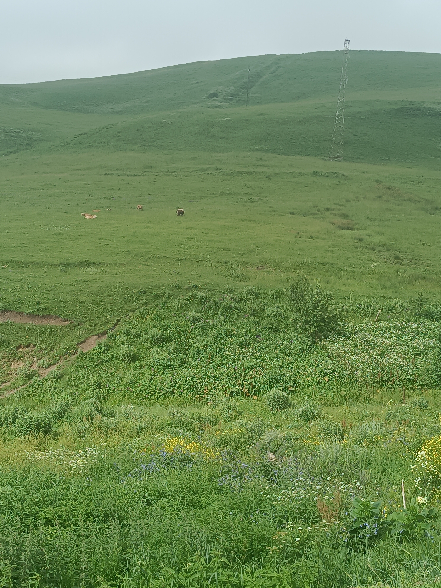 The image shows a vast, rolling green pasture under a hazy sky. In the distance, on the horizon, is a gently sloping hill, and on its side, a tall, skeletal metal tower, likely a transmission tower, stands out against the muted landscape. Scattered across the middle ground of the pasture are several cows. One cow is standing and facing away from the viewer, while others are lying down. The foreground of the image is densely populated with a variety of green grasses and wildflowers, including patches of yellow, white, and blue blossoms. A small, narrow, winding path or eroded ditch is visible on the left side of the foreground, cutting through the vegetation. The overall impression is one of a serene, rural landscape.