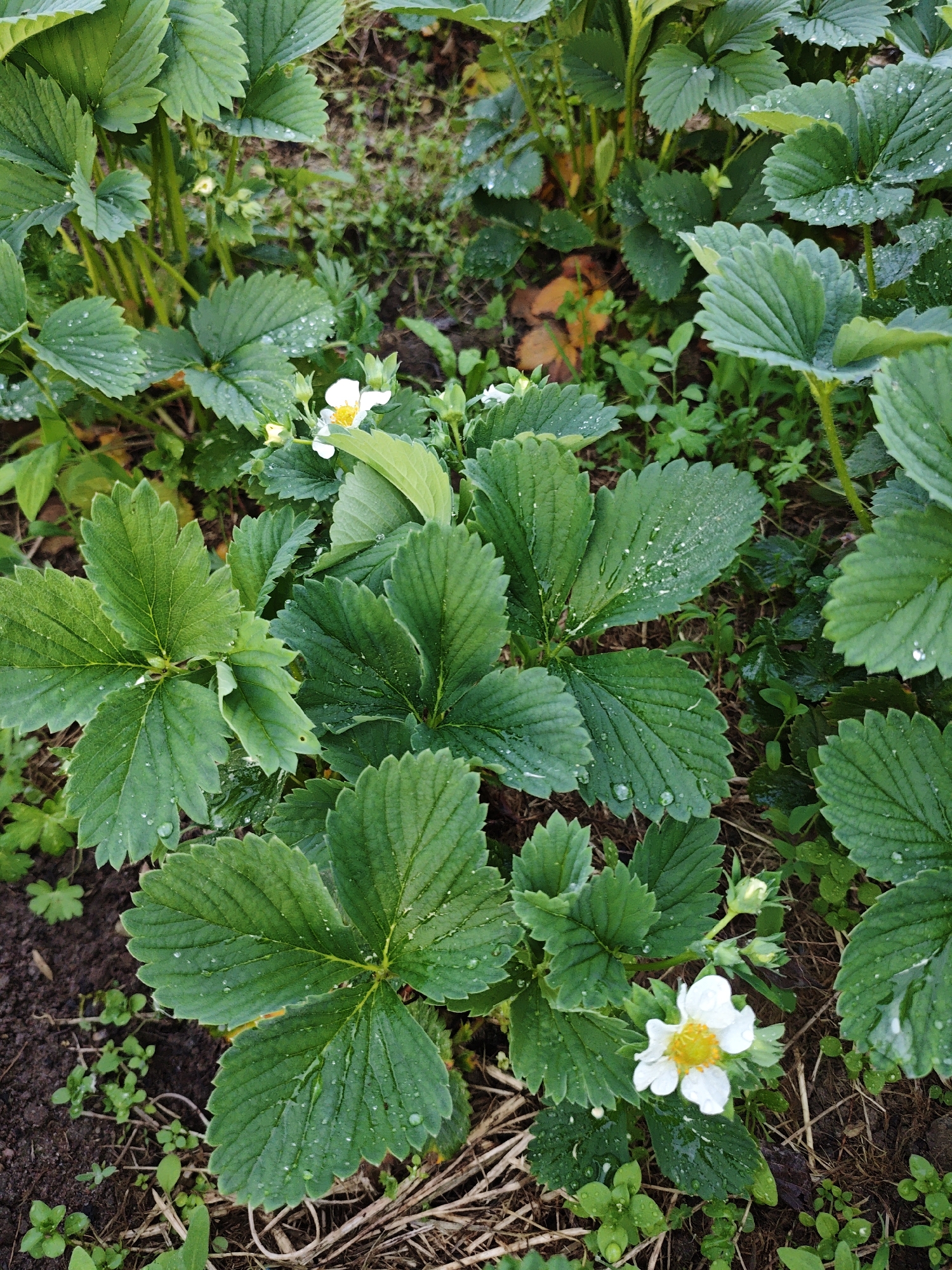 The image depicts a dense patch of strawberry plants in what appears to be a garden or cultivated area. The plants have lush, green foliage with three-lobed leaves exhibiting a textured surface, some bearing droplets of water, suggesting recent rain or irrigation. Several white strawberry blossoms are visible, with yellow centers, indicating the plants are in a flowering stage. The ground is covered with brown, dry straw or mulch, interspersed with patches of green weeds and exposed soil. The backdrop consists of more strawberry plants and other greenery, creating a sense of depth. The location is specified as Боровково, Russia.