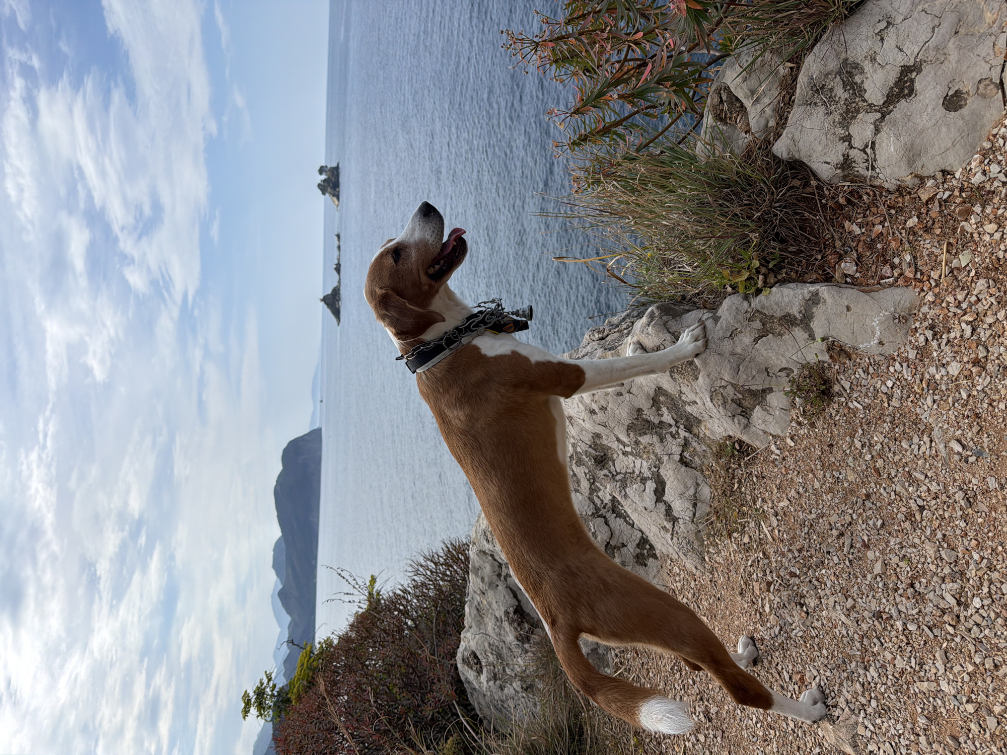 A brown and white dog stands on its hind legs, its front paws resting on a gray stone formation near the coast. The dog wears a thick black collar with a chain extending from it. Its head is tilted upwards with its tongue slightly visible. The background consists of a body of water dotted with small, rocky islands under a partly cloudy sky. To the right of the dog are some plants and rocky terrain, while a gravelly ground is beneath it. In the distance, hills are visible across the water. The photo was taken in Mirište, Montenegro.