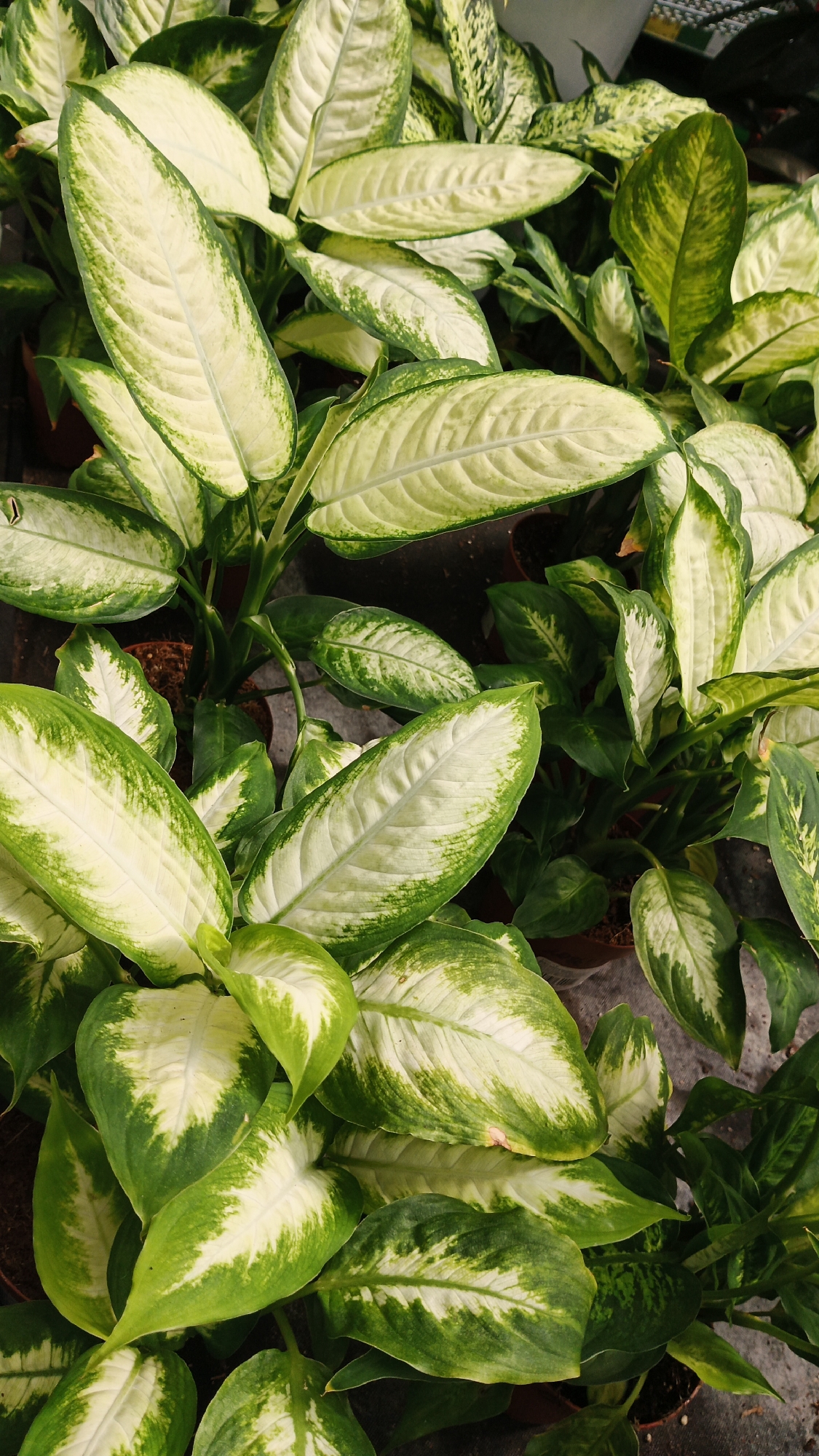 The image displays a close-up, overhead view of a dense grouping of tropical Dieffenbachia plants, also known as Dumb Cane. The leaves are large, ovate, and exhibit a striking variegation of creamy white to pale yellow centers with dark green margins and irregular splotches of green throughout. The plants are potted and appear to be in an indoor setting, possibly a greenhouse or plant nursery, with visible brown pots and a rough, greyish floor. No people or animals are present. The lighting suggests an overcast day or artificial lighting. The scene is devoid of any specific urban context that would allow for pinpointing a location within Kryvyi Rih, Ukraine.