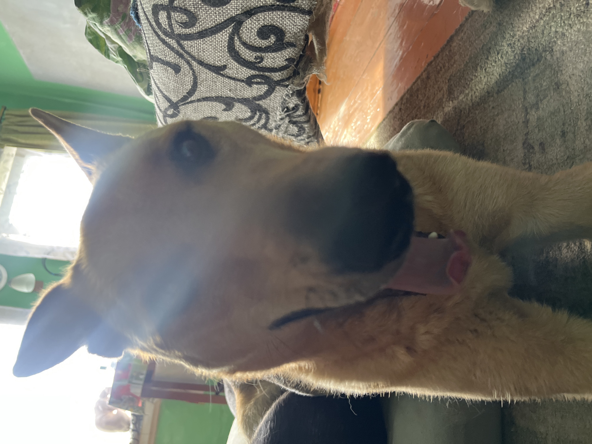 The image shows a close-up, low-angle shot of a dog with tan fur, panting with its tongue hanging out. The dog is in focus in the foreground, with a couch and a wooden floor visible in the background. There are curtains and a wall in the distance, as well as what appears to be a table with items on it. The lighting suggests it is daytime, with sunlight coming from a window. The scene appears to be indoors, likely in a residential setting. There is no indication of the specific city of Nizhny Tagil, Russia, or any other geographical location in the image.