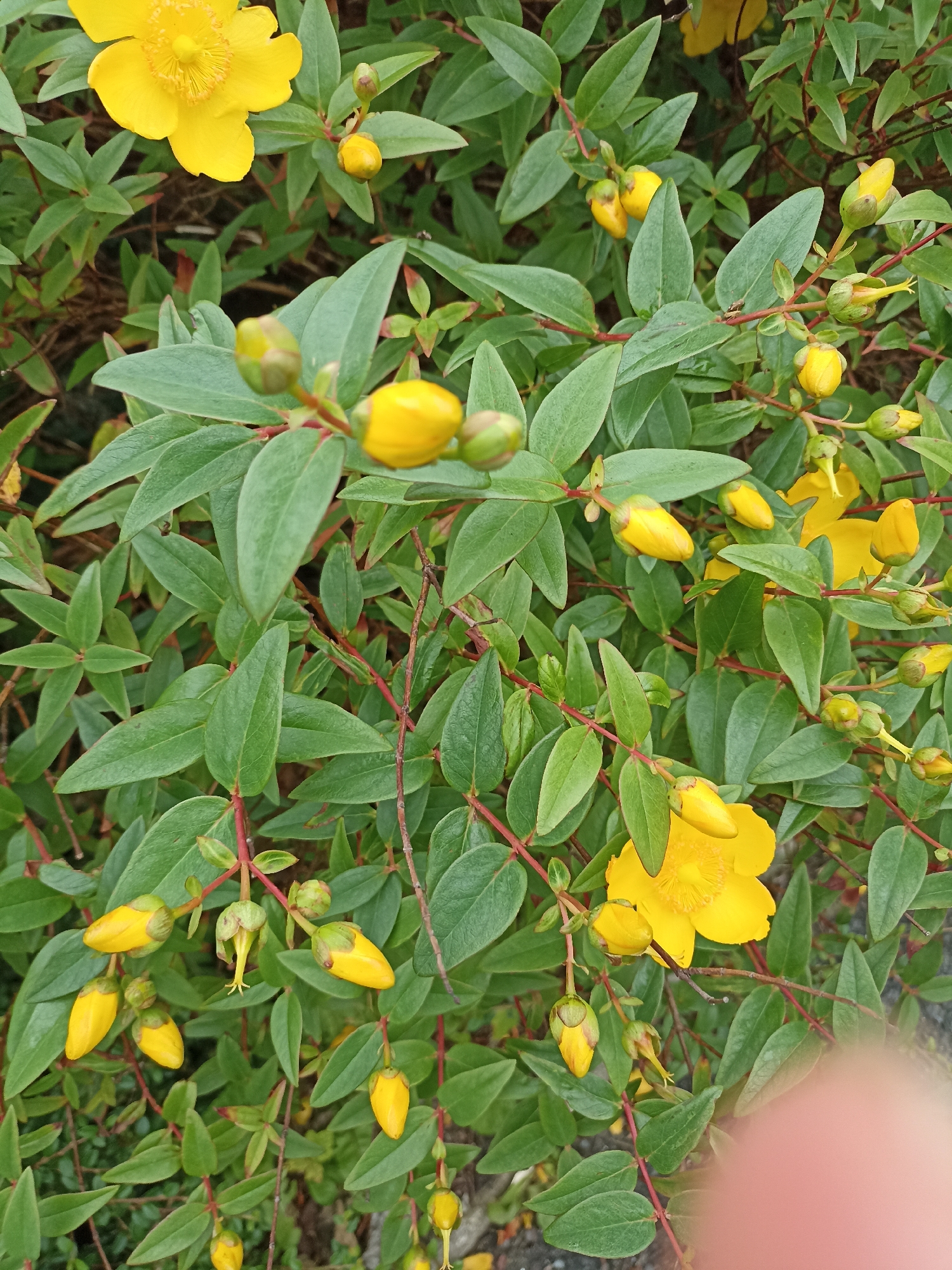 The image shows a close-up, overhead view of a St. John's Wort plant with numerous bright yellow flowers and buds interspersed among its green leaves. The plant is dense and appears to be growing outdoors. The background is blurred and shows hints of a natural setting with some brown and green tones. A portion of a person's finger is visible in the lower right corner of the image, partially obscuring the plant. The overall impression is of a vibrant flowering plant in natural light. The location is identified as Annagry, Ireland.