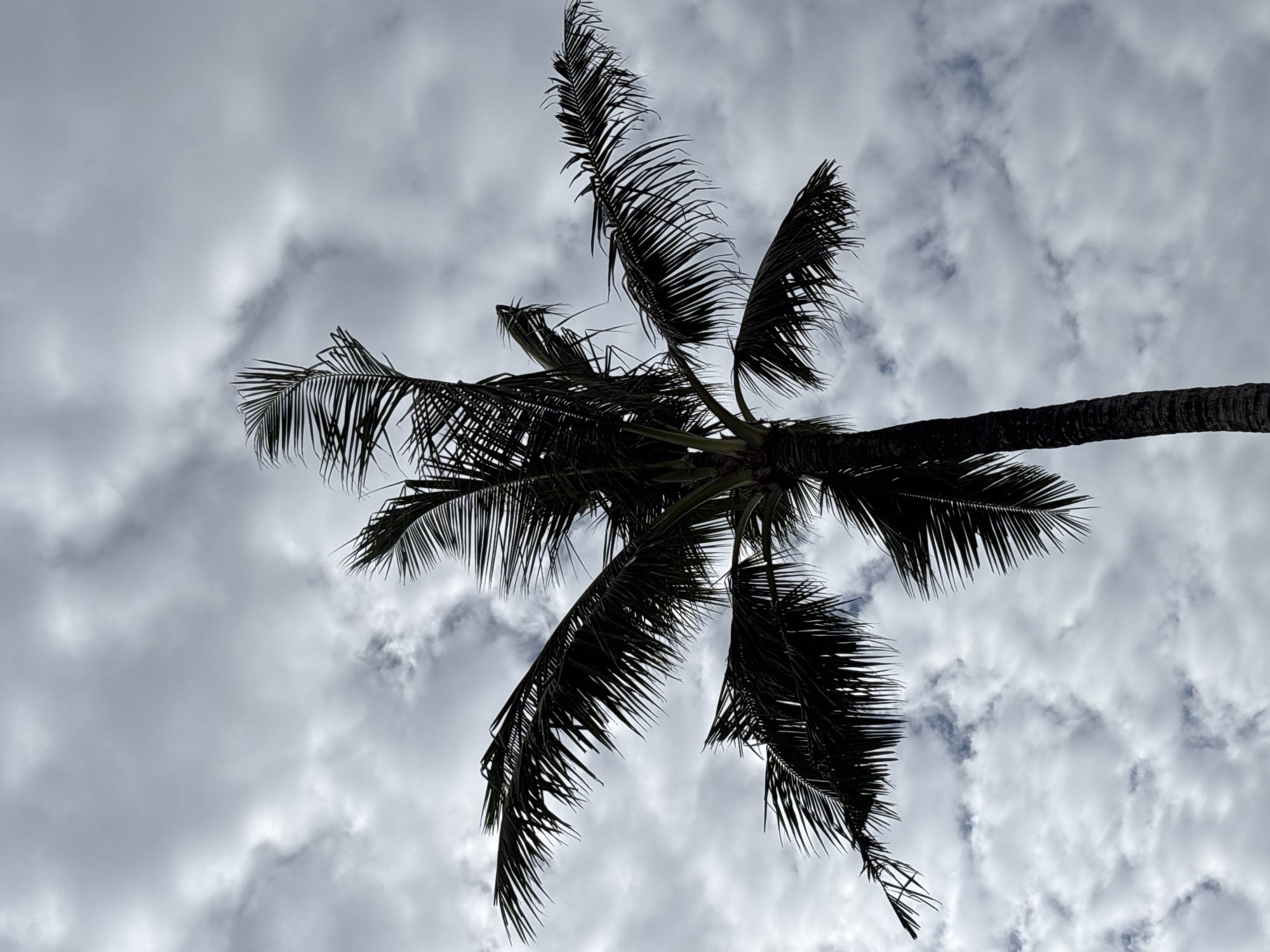 A low-angle shot shows a palm tree's canopy against a cloudy sky. The tree's trunk is visible extending to the right of the frame. The image was likely taken in Kuta Selatan, Indonesia, given the typical vegetation of the area. No people are visible.