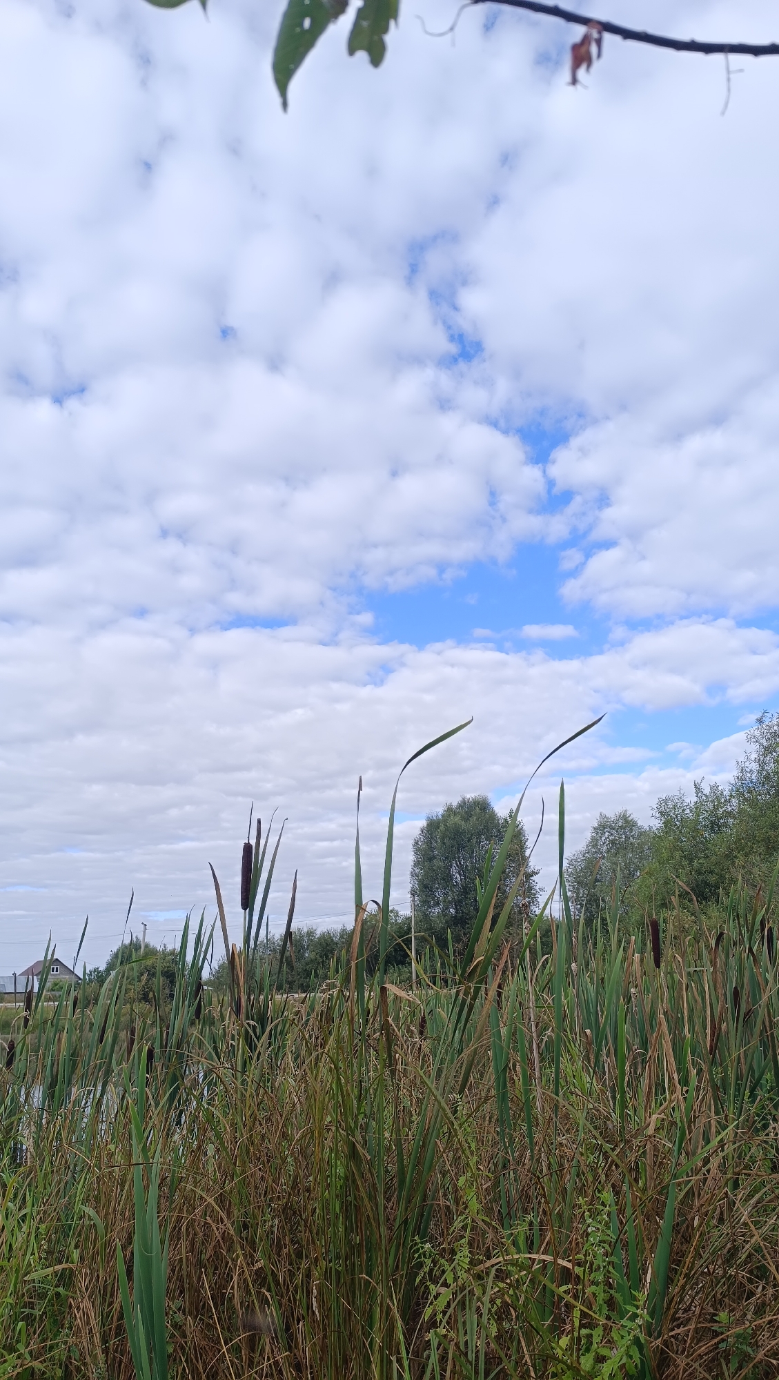 The image depicts a dense growth of cattails and tall grasses in the foreground, obscuring a body of water and the distant shoreline. The shoreline is lined with trees and a house with a red roof is visible on the far left. The sky above is filled with a mixture of white clouds and patches of blue. The scene appears to be a natural wetland area within or on the outskirts of a populated area. No people or animals are visible in the frame. The image is a vertical shot taken outdoors on a cloudy day. The setting is a natural landscape.