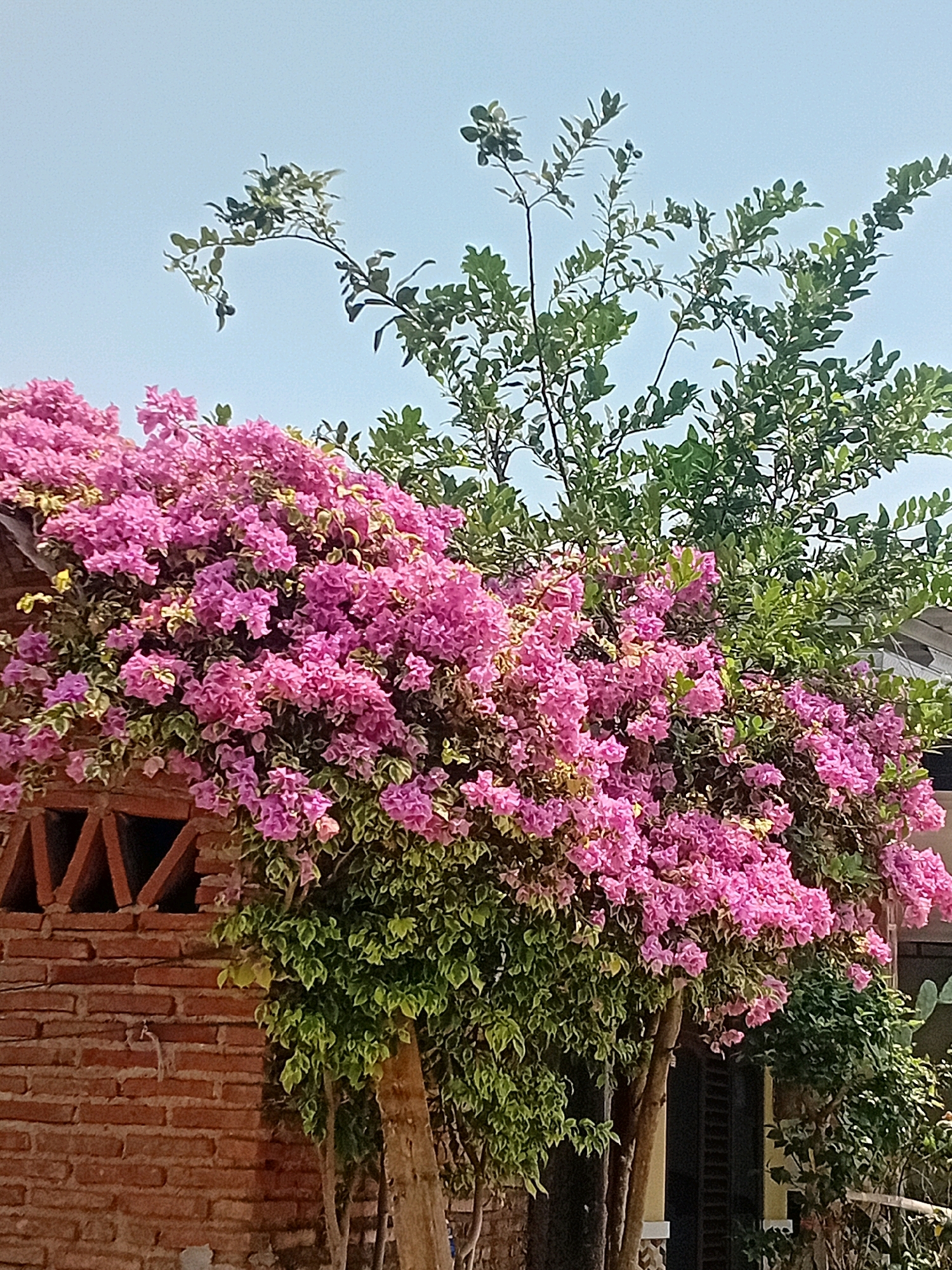 In Besito, Indonesia, this image captures a vibrant bougainvillea plant cascading over a red brick wall and a wooden structure. The bougainvillea displays a profusion of bright pink bracts, interspersed with variegated green and yellow leaves. Behind the bougainvillea, a tree with green foliage reaches towards a clear blue sky. The brick wall features triangular openings, adding architectural detail to the scene. The overall impression is one of lush, tropical vegetation against a rustic backdrop.