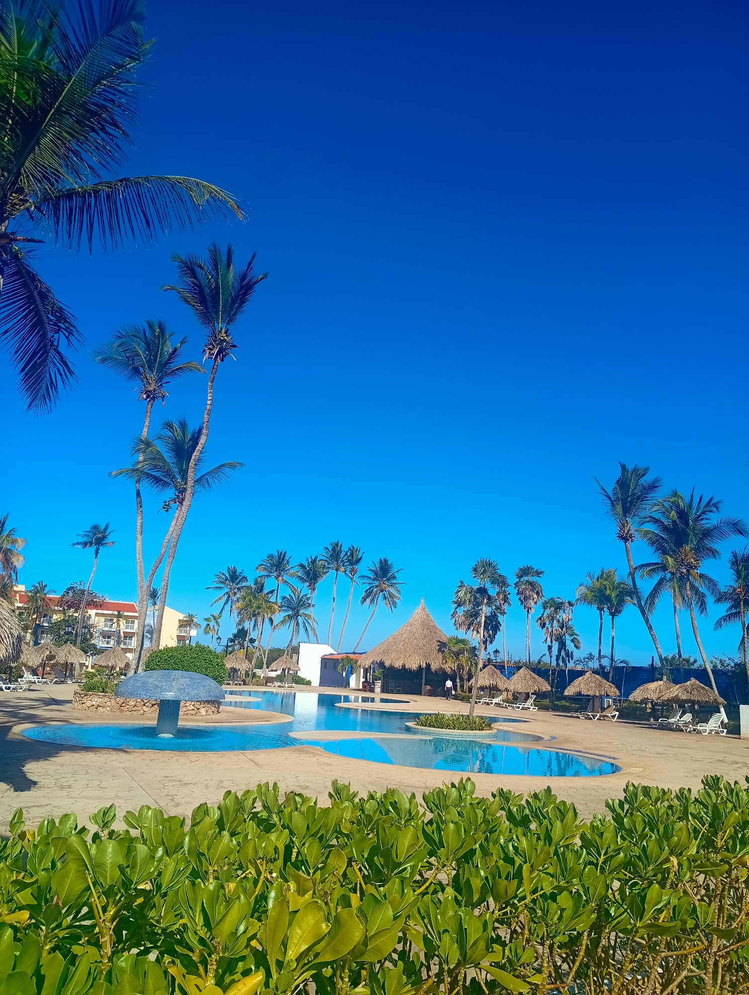 The image depicts an outdoor recreational area, likely a resort, in Playa El Agua, Venezuela, under a clear, cloudless blue sky.
In the foreground, a dense hedge of vibrant green, broad-leafed plants occupies the lower portion of the frame. Beyond this foliage, a large, irregularly shaped swimming pool with reflective blue water dominates the midground. Surrounding the pool is a light-colored paved area. Within a smaller, circular section of the pool, a mushroom-shaped water feature, tiled in blue, emits a stream of water.
Scattered throughout the scene are numerous tall palm trees, some visibly bearing coconuts, casting minimal shadows due to high sun exposure. Several thatched-roof palapas are arranged around the pool's perimeter, some with white lounge chairs positioned beneath them. A larger thatched-roof structure, resembling a bar or communal building, is situated further back on the right side of the pool. One individual, dressed in a white shirt and dark pants, is observed walking away from this larger thatched structure towards the left.
In the background, on the left, a multi-story hotel building with a reddish-orange roof and multiple windows is partially visible, obscured by palm trees. More palm trees extend into the distance along the horizon. The upper two-thirds of the image consists entirely of an unbroken, deep blue sky, indicating bright, sunny conditions.