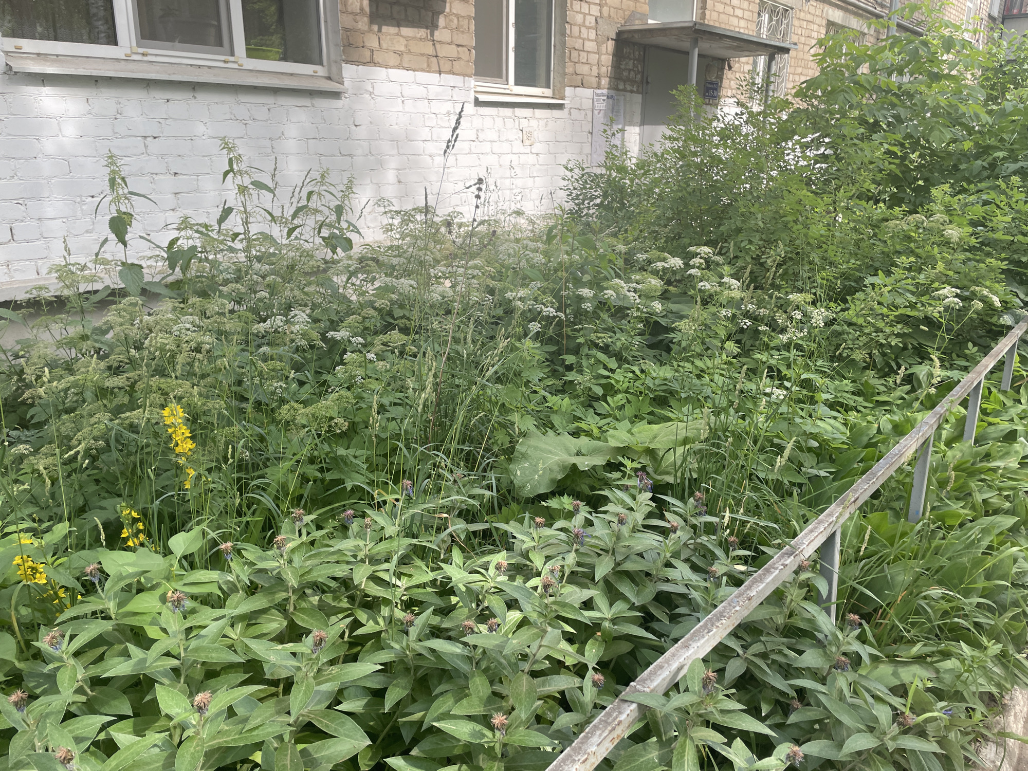 The image shows a dense overgrowth of various green plants, including tall grasses, leafy vegetation, and some flowering plants with small white and yellow blossoms. In the foreground, a metallic railing runs diagonally across the frame. Behind the vegetation, a brick building with white-painted lower sections and brick upper sections is visible. The building has windows, and a covered entranceway can be seen to the right. The scene appears to be an unkempt area adjacent to a residential building. This scene is located in Chaikovsky, Russia.