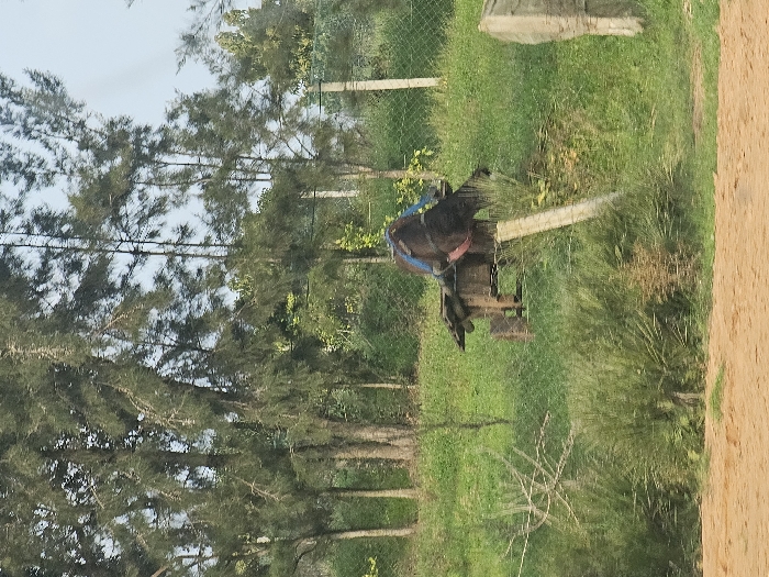 This image depicts a rural scene in Ameur عامر, Morocco. The foreground features a reddish-brown dirt path. Immediately beyond, a gentle green slope rises, covered in varying densities of grass and low-lying brush. A dark-colored animal, identified as a donkey or mule, stands on this slope in the mid-ground, positioned slightly right of center. The animal is dark brown or black, with its head lowered, facing left, and its rear visible towards the right. It is fitted with a blue harness or bridle, featuring a pink strap visible around its muzzle area. Attached to the animal, or positioned directly behind it, is a weathered wooden two-wheeled cart or platform, with only a portion of its structure and one wooden wheel clearly visible. A light-colored, possibly concrete, fence post is situated in the lower right mid-ground, leaning slightly. A dark mesh fence extends horizontally across the mid-ground, partially obscuring the view of the slope. The background is dominated by numerous tall, slender trees with dense, coniferous-like foliage, presenting a dark green canopy against a lighter, hazy sky. Additional fence posts are visible within the tree line. No people are present.