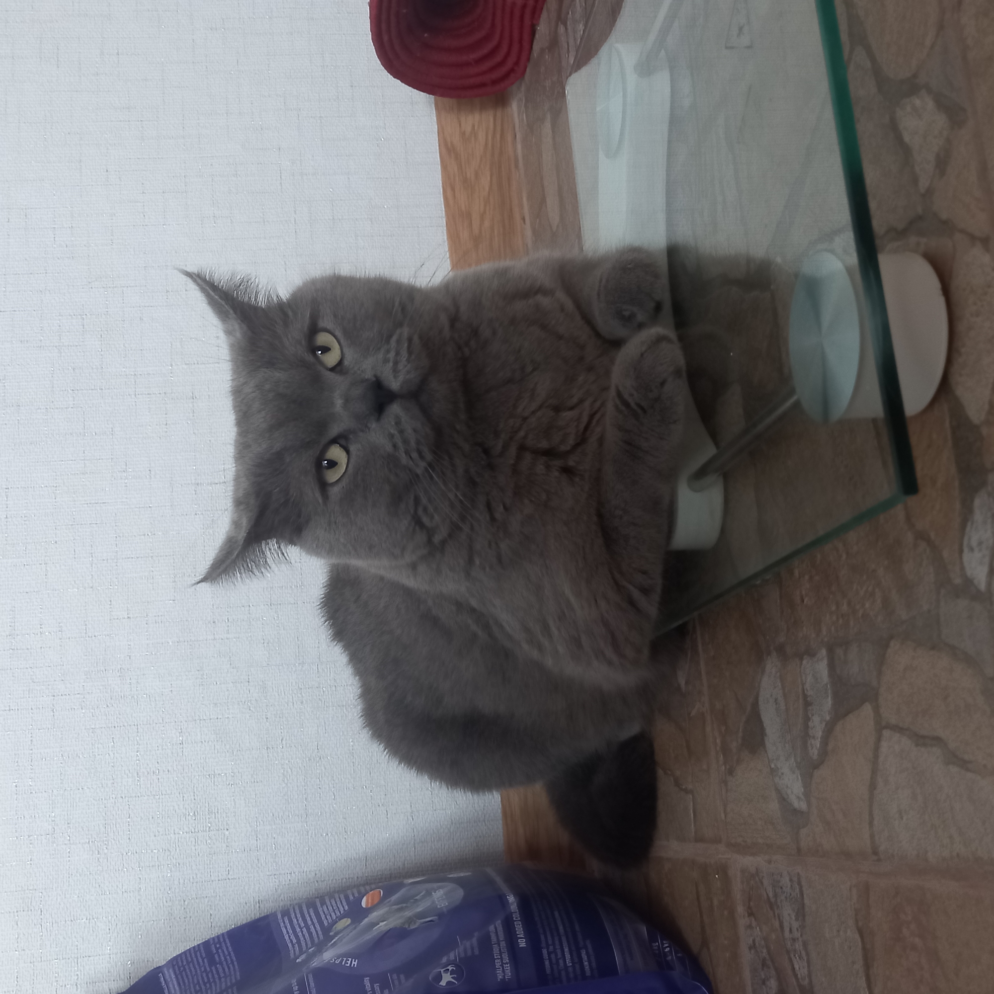 A grey cat is lying on a glass scale in an indoor environment. The cat is positioned in the center of the frame, facing forward with its front paws tucked underneath its body. Its eyes are open and looking towards the camera. The scale has a clear glass surface and white circular supports. To the left of the cat, a blue bag of pet food is partially visible. In the background, a white textured wall is seen, and to the right, a rolled-up red mat is present. The floor is tiled with a pattern of irregularly shaped beige and brown stones. The scene appears to be in a domestic setting. The city of Cepelești, Moldova is not depicted or suggested in the image.
