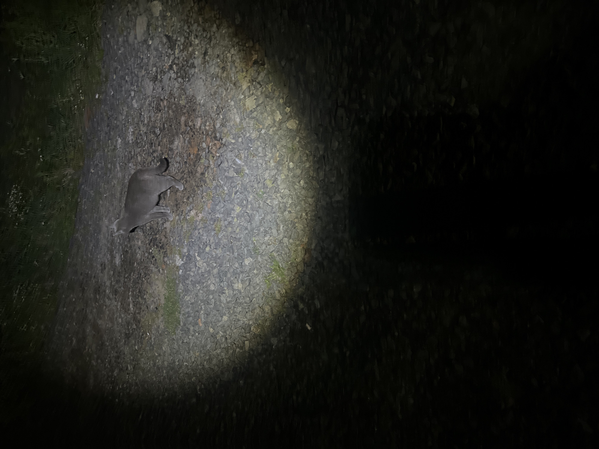 A grey cat is standing on a gravel surface illuminated by a spotlight. The cat is facing left and is captured from a side view. Behind the cat, there is a patch of grass and some vegetation. The rest of the image is dark, indicating it was taken at night or in a dimly lit environment. The scene appears to be outdoors, possibly on a path or road. There are no other identifiable objects or individuals in the image.