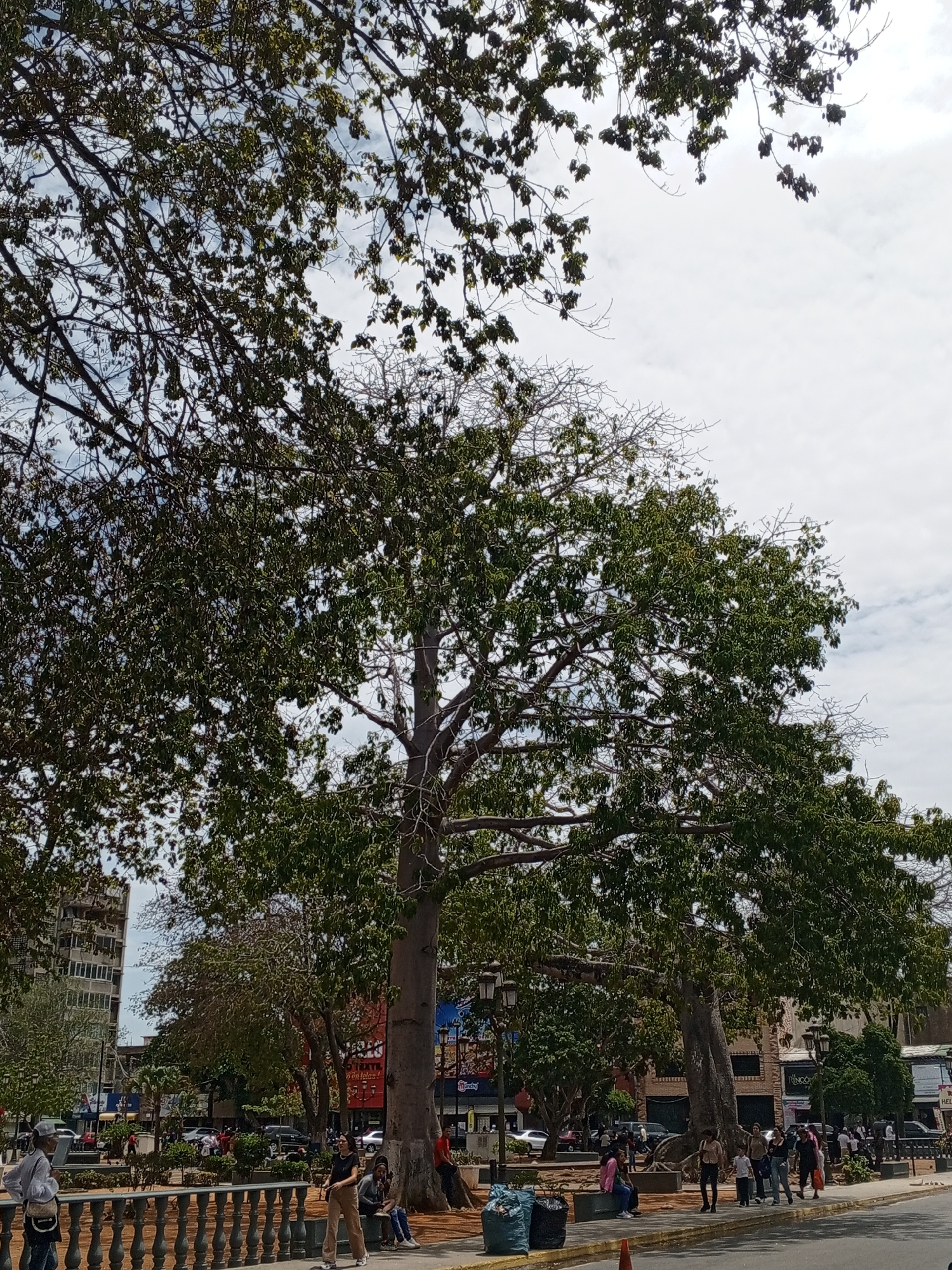 The image depicts a vibrant public square or park in Porlamar, Venezuela, bustling with everyday activity under a bright, partly cloudy sky. Dominating the scene are several large, mature trees with extensive canopies; some branches are richly covered with green leaves, while others appear barer, suggesting a mix of tree types or seasonal changes. The largest tree in the center features a notably thick, light-colored trunk and visible root systems.
In the foreground, a dark gray balustrade runs horizontally. People are visible along the paved paths: a person with a backpack on the left, a woman in light pants and a dark top walking towards the right, and another individual sitting on a bench near two blue trash bags. Throughout the midground, numerous people are casually walking, standing, and congregating, indicating a lively atmosphere. Lampposts are scattered within the park area.
Behind the park, a busy street is visible with cars and other vehicles. Various multi-story buildings, some appearing residential and others commercial, line the background. Several business signs are discernible; visible text includes "en Telas!" on a red banner, "MUNDY" on a blue sign, and "HELADO" (Ice Cream) on a yellow sign. The time of day appears to be daytime, with diffused bright light. The overall scene conveys a sense of a typical, active urban environment where people gather and move about.