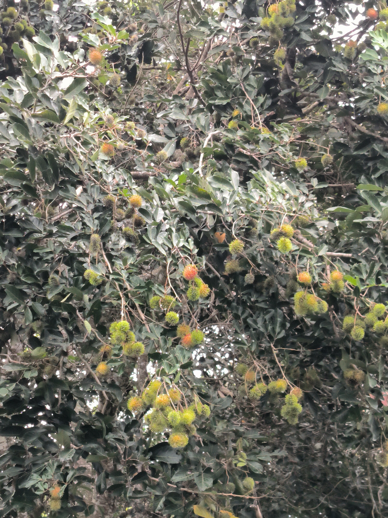 The image shows a cluster of rambutan fruits hanging from a tree. The rambutans are a mix of green and orange colors, with some having a spiky exterior. The leaves of the tree are dark green and dense, creating a somewhat shaded environment. The background is filled with more foliage and branches. The image appears to be taken outdoors, possibly in a natural setting or a garden. No people or specific actions are depicted in the scene. The overall impression is that of a close-up view of a fruit-bearing tree. The image does not contain any information that would allow for the determination of the location being in the city of Langkuta, Indonesia.