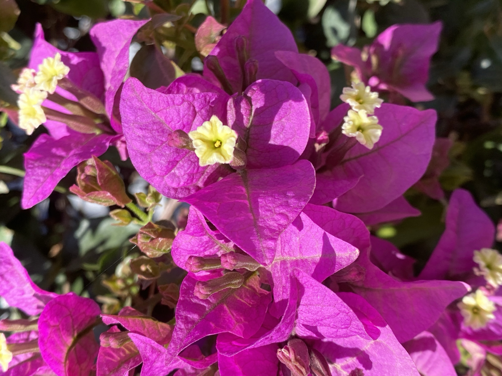 This close-up photograph captures a vibrant cluster of magenta-purple bougainvillea flowers, set against a softly blurred background of green foliage. The primary subjects are the numerous, brightly colored, papery bracts, which are the prominent magenta-purple elements, often mistaken for petals. At the center of these bract clusters are the true flowers, small and delicate, appearing as pale yellow, tubular structures. Several individual yellow flowers are visible throughout the frame, some singly and others in small groups.
The image is bathed in bright, natural light, suggesting a clear and sunny daytime, likely morning or afternoon, given the distinct shadows cast across the textured surfaces of the bracts. No specific activity or event is taking place beyond the natural blooming of the flowers. There are no people or visible text in the image. The vivid colors and sunny disposition evoke a sense of natural beauty and warmth. The presence of bougainvillea is consistent with the provided location context of Alanya, Turkey, a region known for its warm climate suitable for this plant species.