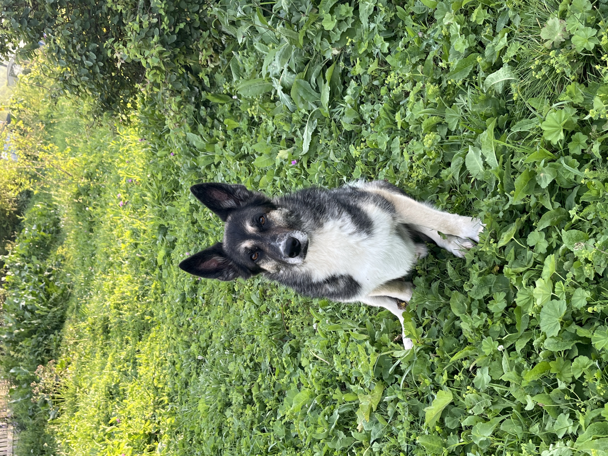 A dog, likely a German Shepherd mix, sits facing the camera in a grassy area. The dog has black and tan fur with a white chest and paws. The background is filled with lush green vegetation, including bushes and tall grass, with some sunlight filtering through. The overall scene appears to be an outdoor setting, possibly a garden or park in Nizhny Tagil, Russia. There are no people or other animals visible in the image. The dog is the sole subject, positioned centrally in the frame.