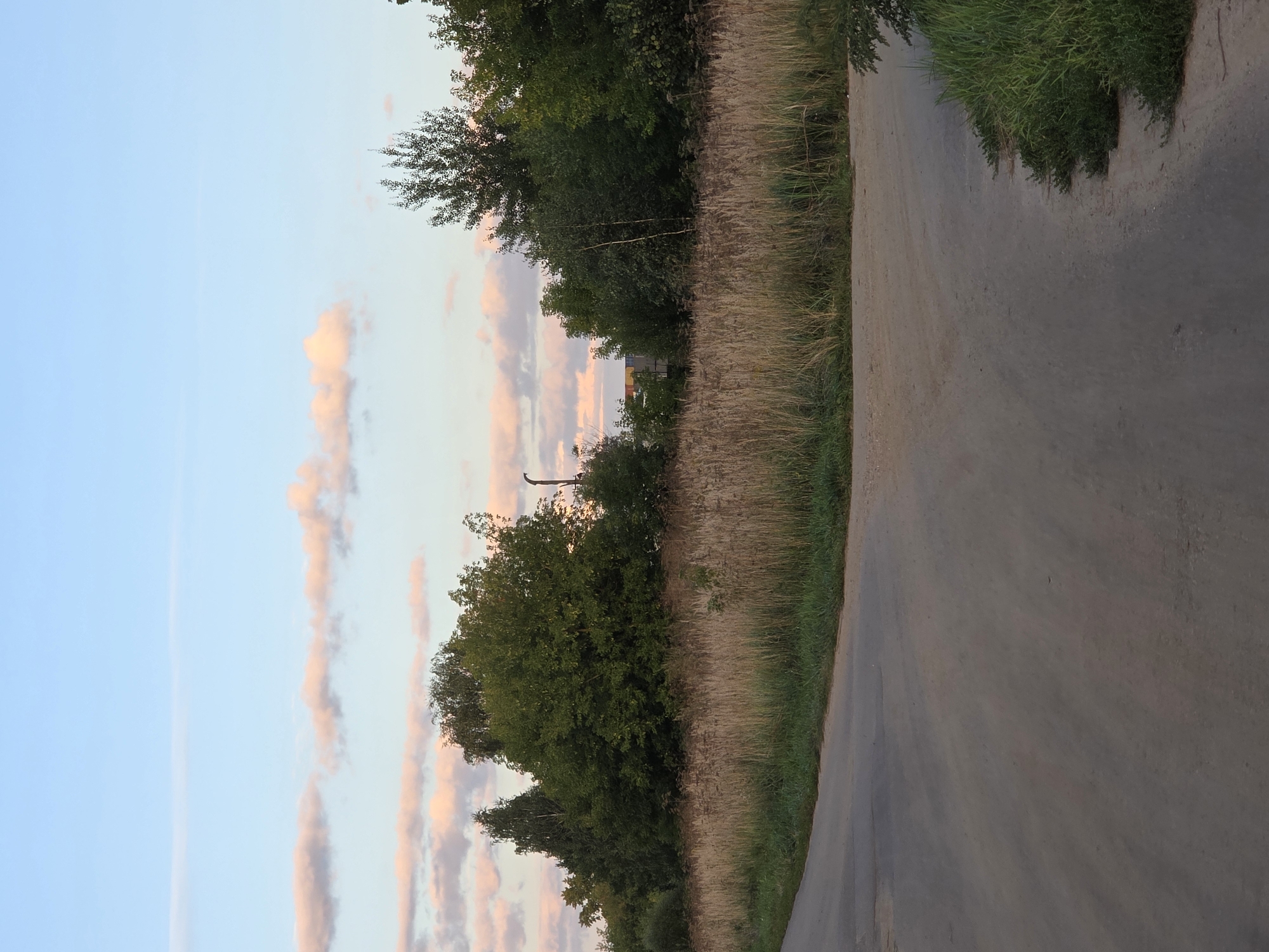The image depicts a rural landscape with a dusty road that forks into two paths. The sky is a clear blue with a few scattered clouds tinged with pink and orange, suggesting either sunrise or sunset. A dense line of tall, dry grass runs along the side of the road, separating it from a backdrop of lush green trees. In the distance, a few industrial structures are partially visible through the foliage, hinting at the proximity of a settlement. The overall impression is one of tranquility and natural beauty, with a touch of human presence in the form of the road and distant buildings.