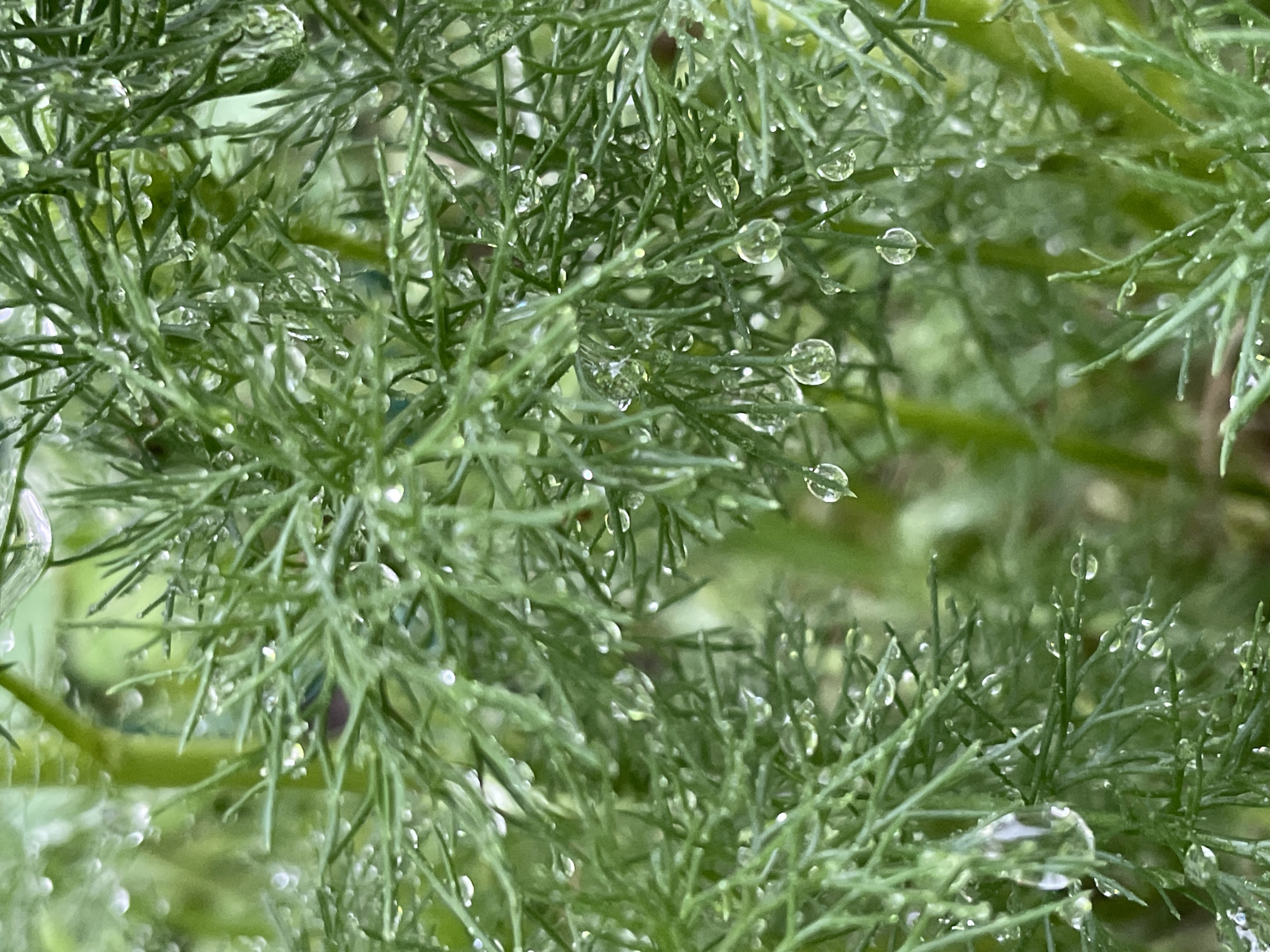 The image shows a close-up of dill plants covered in water droplets. The dill is a vibrant green, and the water droplets cling to the feathery leaves, reflecting light. The background is blurred, suggesting a shallow depth of field, but appears to be other green foliage. The location is not indicated by the image data.