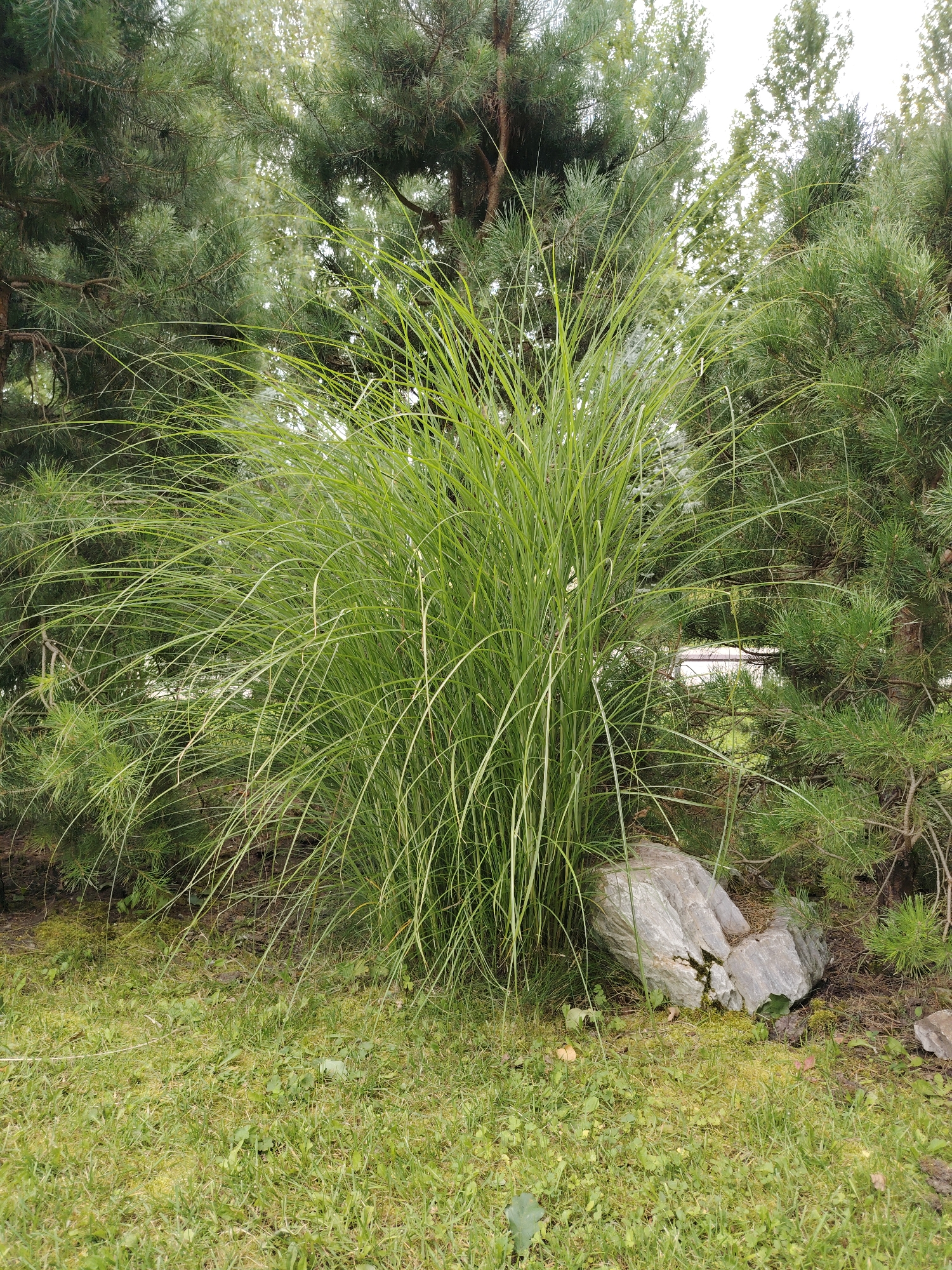 The image shows a lush, green ornamental grass clump situated in front of mature pine trees. A large, grey, irregularly shaped rock with patches of moss is partially visible to the right of the grass. The ground is covered in a mix of green grass and some scattered dry leaves. The scene appears to be a naturalistic garden or park setting. The specific location in Zelenograd, Russia, is not discernible from the visual information provided in the image.