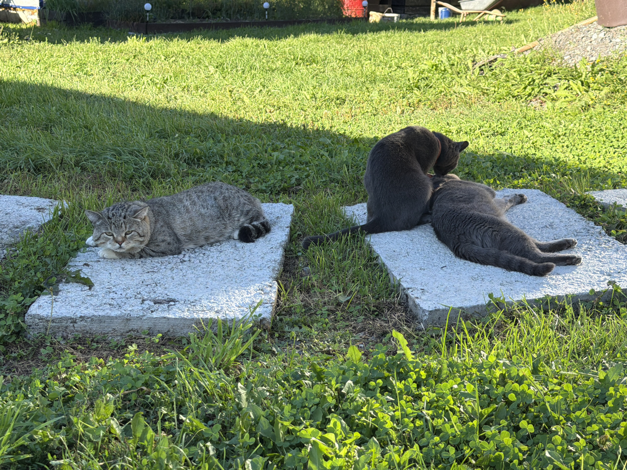 In Tashtagol, Russia, three cats are pictured outdoors on a sunny day. Two gray cats are lying on a large, rectangular concrete slab, with one cat grooming the other. A tabby cat is resting on a separate, similar concrete slab to the left. The slabs are situated on a grassy area with clover and other low-lying green plants. In the background, a lawn stretches towards a wooden fence, beyond which are some gardening tools and a wheelbarrow.