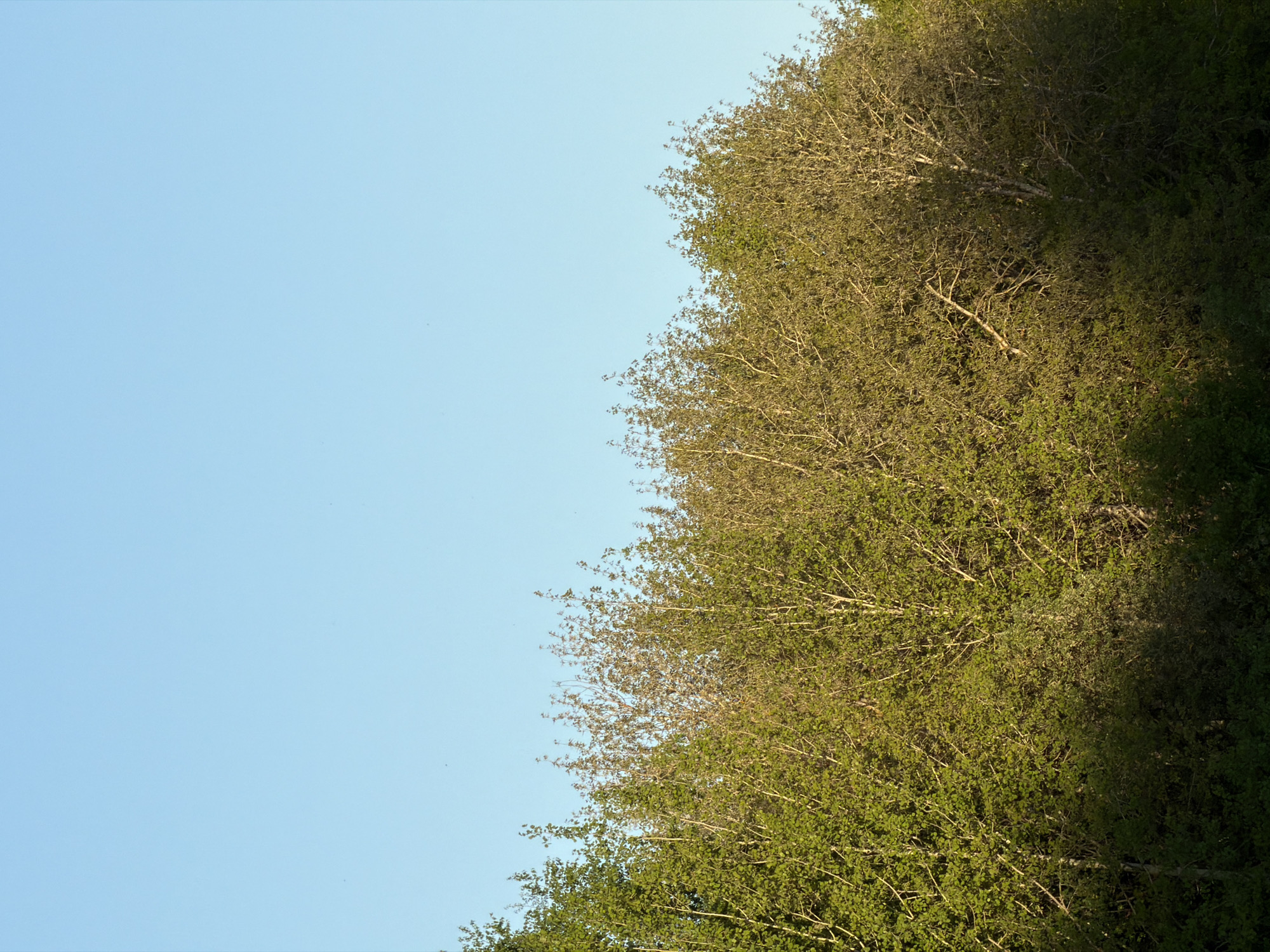 The image shows a view of trees against a light blue sky. The trees are located on the right side of the frame, with the sky occupying the left side. The trees have a mix of green leaves and bare branches. No people or specific objects are visible. The location, Забегалово, Russia, cannot be verified from the image itself.