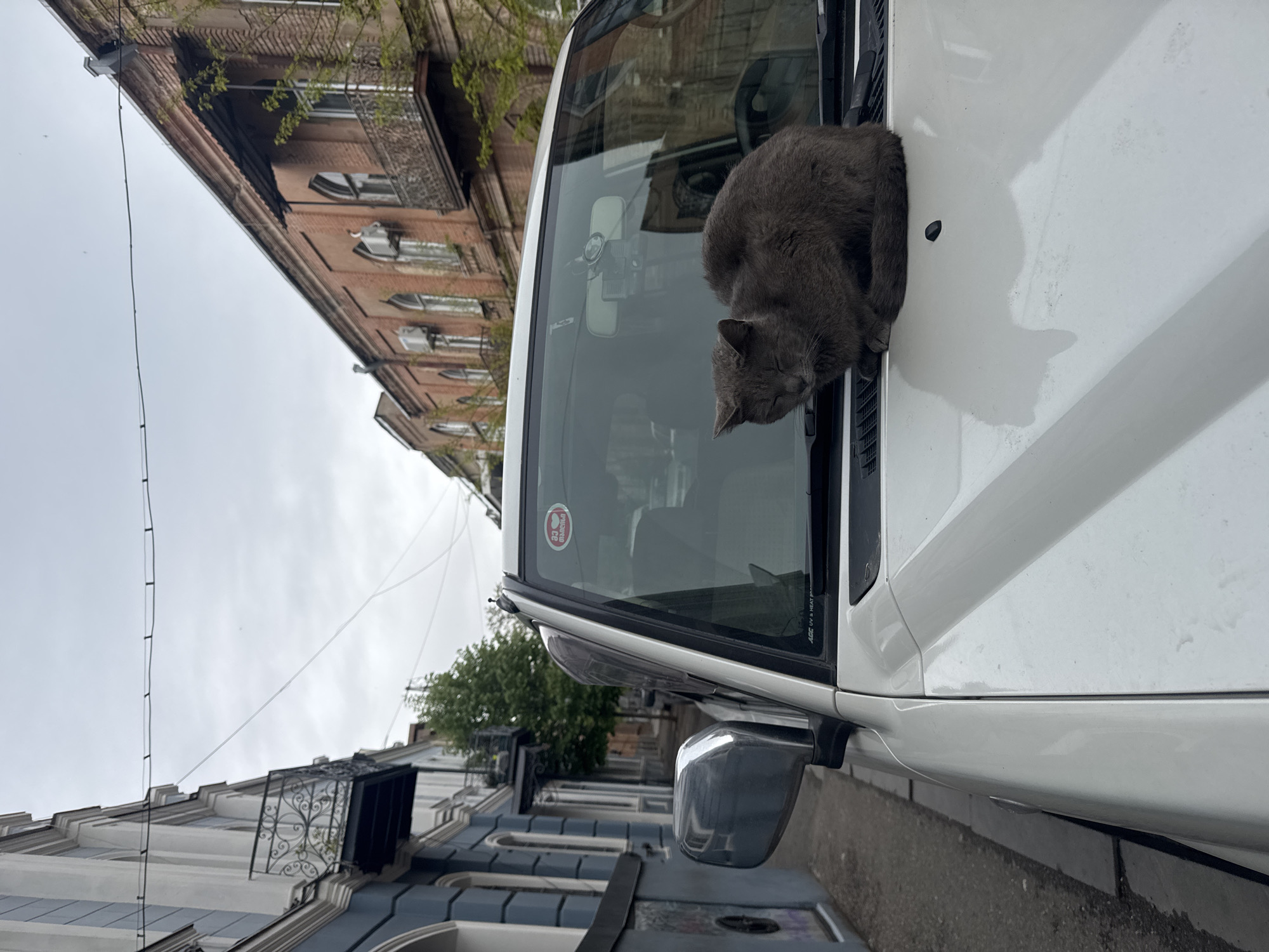 The image depicts an urban street scene in Tbilisi, Georgia, centered on a dark grey cat resting on a white vehicle. The cat appears to be sleeping or dozing, comfortably curled on the front hood near the passenger side of the windshield, with its head nestled against the wiper area. The vehicle is a white van or large utility vehicle, parked on the street.
In the background, multi-story buildings with classic architectural elements line the street. The building on the left features reddish-brown brick with ornate balconies and windows, while another building further down displays lighter facades with blue/grey and white accents and decorative railings, characteristic of Tbilisi's historic urban landscape. The sky is overcast, indicating a cloudy daytime. Utility wires crisscross the frame against the pale sky.
Notable details include a circular red and white sticker on the inside of the vehicle's windshield, which might bear a "FIAT" logo and numbers. Partially legible text like "AGE" and "UV & HEAT R" is also visible on the glass. The image is composed with a tilted perspective, presenting the street and buildings diagonally, adding to the dynamic feel of this peaceful urban moment.
