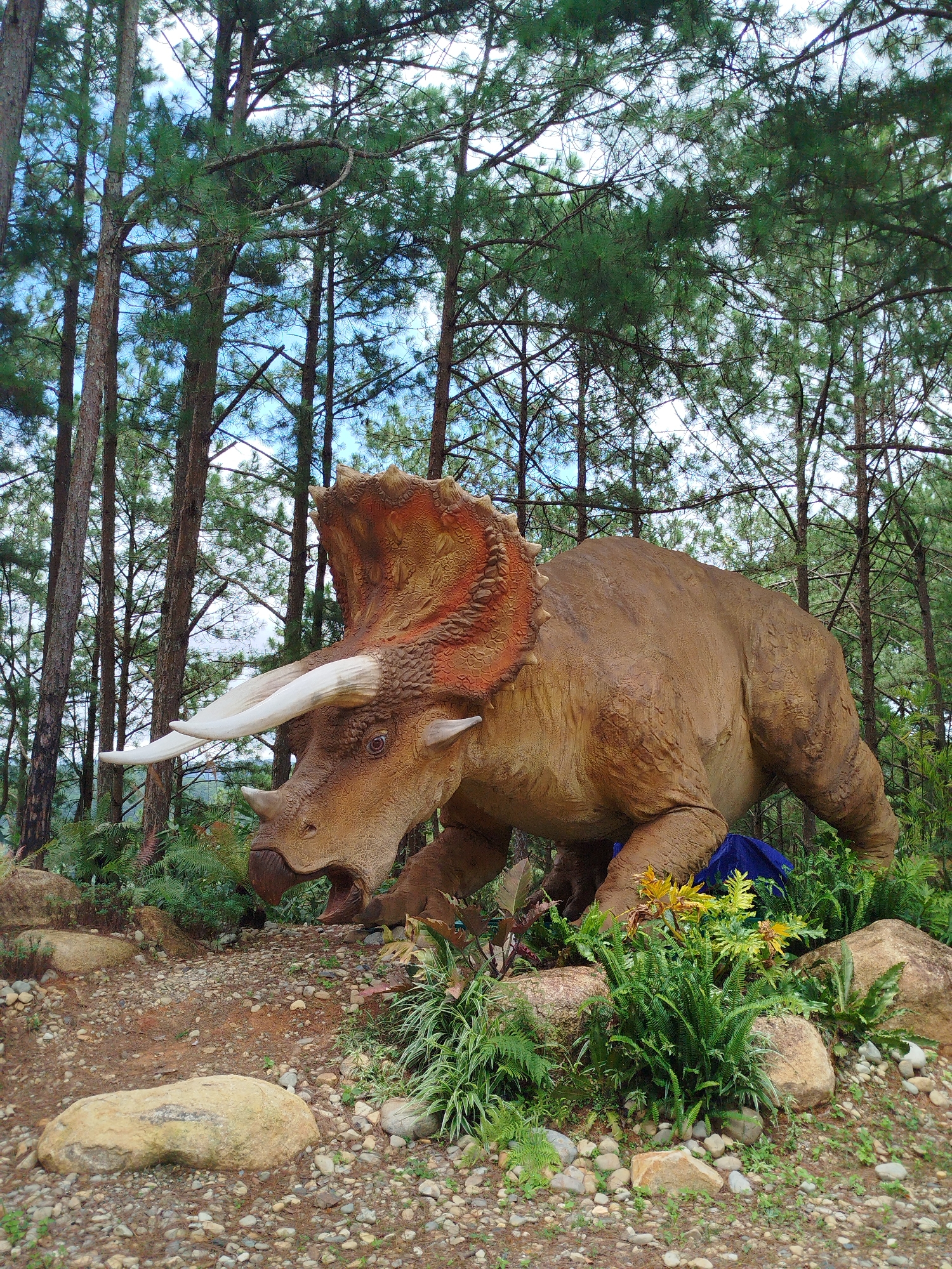 A life-sized animatronic Triceratops is positioned in a simulated naturalistic environment at a location in Da Lat, Vietnam. The dinosaur model is brown with reddish-orange accents on its frill and has three horns. It is surrounded by pine trees, ferns, and large rocks. The ground is covered in gravel and soil. The dinosaur appears to be in motion, with its mouth open and its head lowered. A blue tarp is visible behind its legs. The background shows a dense forest of tall pine trees under a bright, cloudy sky. The scene depicts an exhibit, likely part of a tourist attraction, designed to resemble a prehistoric landscape.