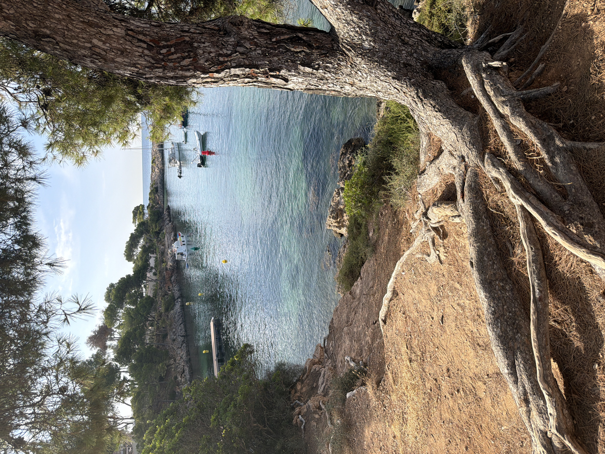 The image captures a serene bay in Calvià, Spain, likely in the municipality of Andratx or a similar coastal area. In the foreground, the gnarled roots of a large pine tree spread across sandy ground littered with pine needles. The tree trunk, with its textured bark, dominates the right side of the frame. The bay itself is characterized by exceptionally clear, turquoise water, revealing the rocky seabed in some areas.
Several boats are anchored in the tranquil water. Towards the center left, a small wooden jetty with yellow markers extends into the bay. Further into the bay, a white motorboat with a red buoy is visible. In the distance, more boats, including sailboats, are dotted across the water, and the coastline is lined with lush green trees and rocky outcrops. The sky above is a clear, pale blue with a few wispy clouds. The overall impression is one of a peaceful, sun-drenched Mediterranean setting.