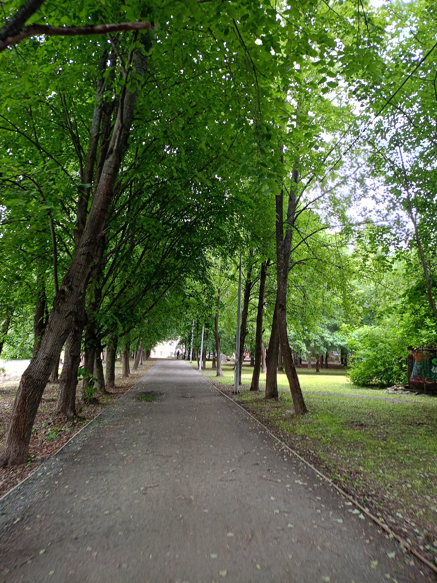 The image depicts a tree-lined path in an urban park. The path, made of asphalt, is slightly damp, with scattered leaves and a small puddle visible. On the left side of the path, a row of trees with lush green foliage creates a canopy, their trunks leaning slightly towards the path. On the right side, the path is bordered by a grassy area with more trees and some undergrowth. In the distance, more trees and buildings are faintly visible, suggesting the park is situated within a city. A section of graffiti is present on a structure to the far right of the image. No people are clearly visible in the foreground, though distant figures may be present further down the path. The overall scene conveys a tranquil, natural setting within an urban environment.