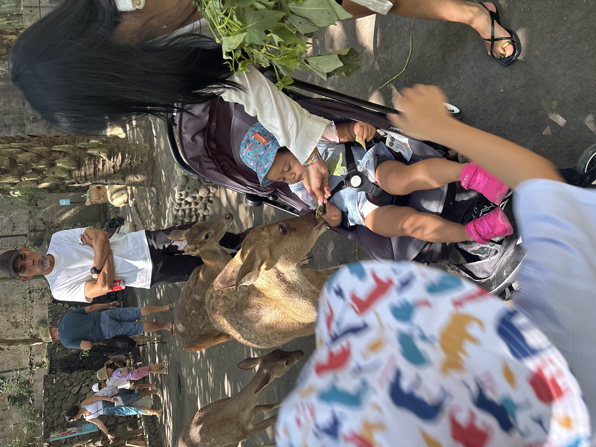 In Sukawati, Indonesia, at what appears to be an animal sanctuary or park, a group of people are interacting with several deer. In the foreground, a toddler sits in a stroller, wearing a blue bucket hat and denim overalls, with bright pink Skechers shoes. A person, partially visible, is offering the toddler a leaf, and the toddler is reaching for it. Nearby, several deer are grazing and interacting with the toddler. In the background, other visitors are present, including a man in a white t-shirt and a baseball cap, a woman with a blue and white patterned skirt, and children. The environment is outdoors, with a stone wall and palm trees visible. The ground is paved with asphalt.