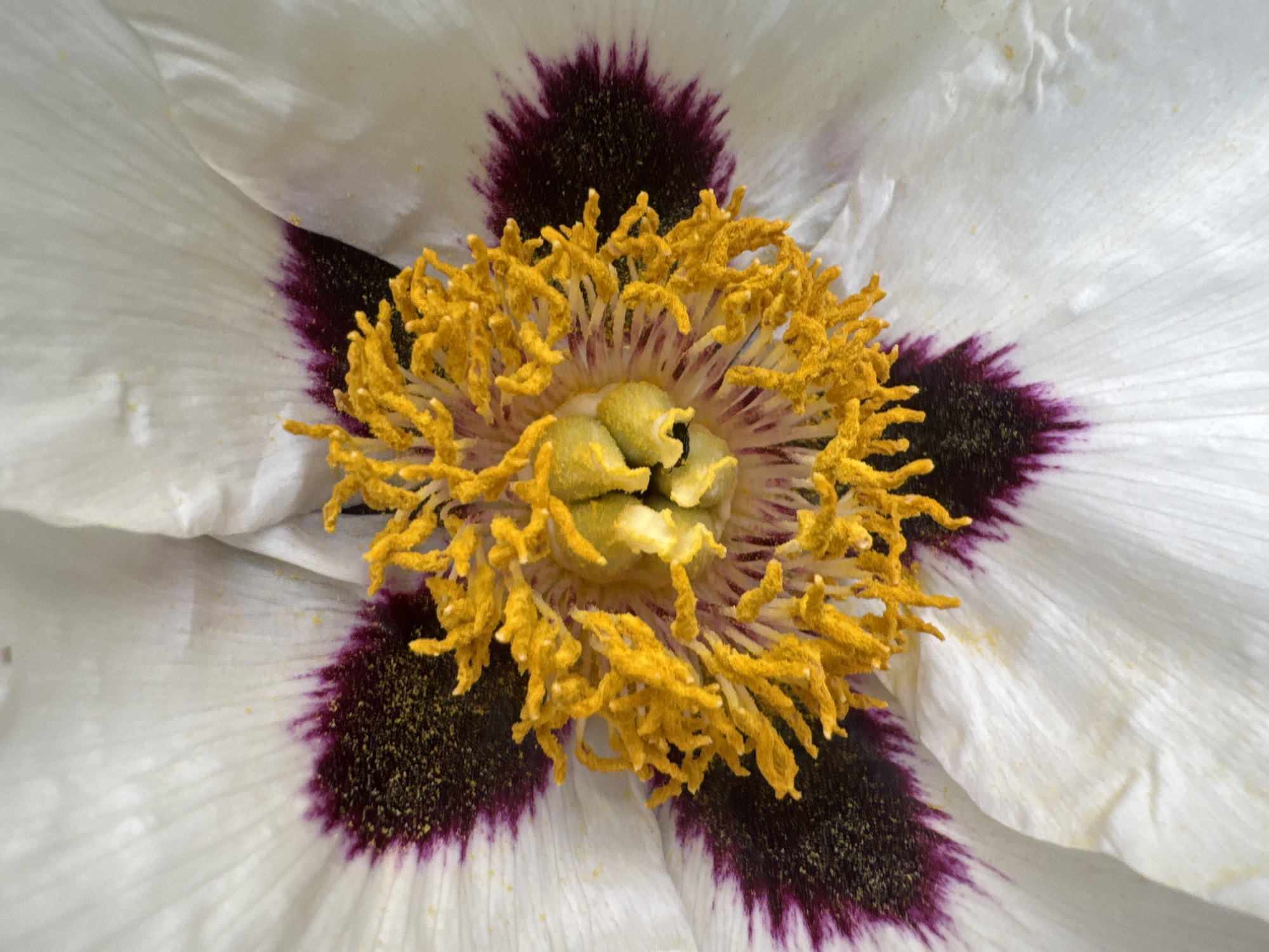 The image shows a close-up of a flower. The flower has white petals with a dark purple to black blotch at the base of each petal, arranged in a star-like pattern. The center of the flower is filled with numerous yellow stamens and a green pistil. There is no indication of a location in Прикамский, Russia.