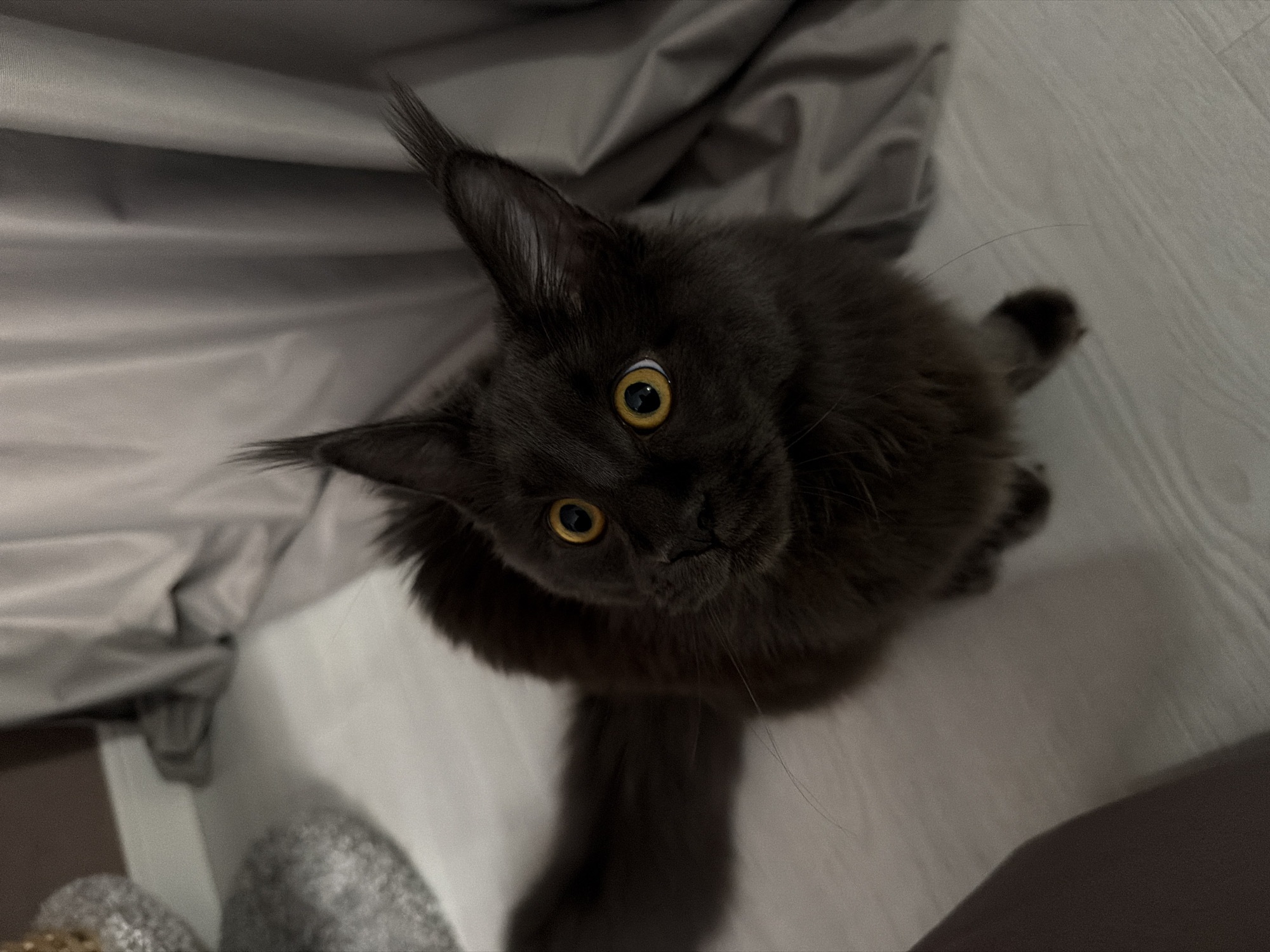 The image is a medium shot of a black Maine Coon cat looking up. The cat has bright yellow eyes and tufted ears. It is sitting on a light-colored wooden floor. Behind the cat is a grey curtain. The image does not contain any information that would allow for its location to be identified as Bataysk, Russia.