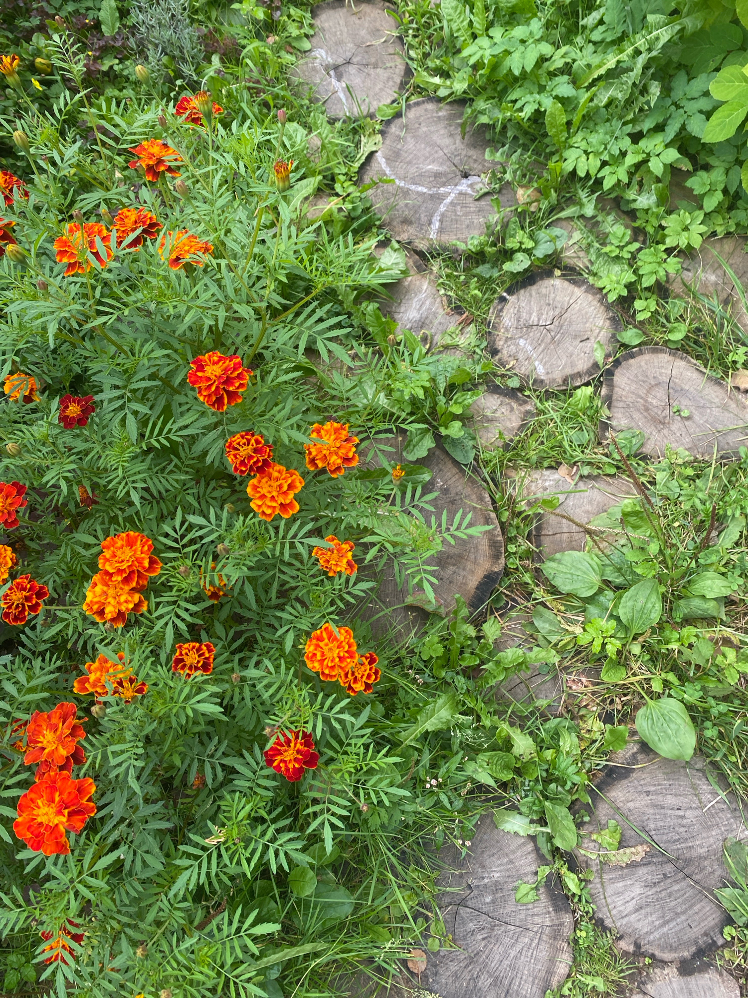 The image depicts a close-up, overhead view of a garden path constructed from irregularly shaped, weathered wood slices, laid out in a staggered pattern. Lush green vegetation, including marigold flowers with vibrant orange and red petals, grows in and around the wood slices. The scene is outdoors, in what appears to be a residential garden setting in the village of Paryż, located within the Pabiarzhanski Sel'ski Savet in Belarus. The lighting suggests it is daytime, with soft, natural light illuminating the scene. There are no people or animals visible in the image.
