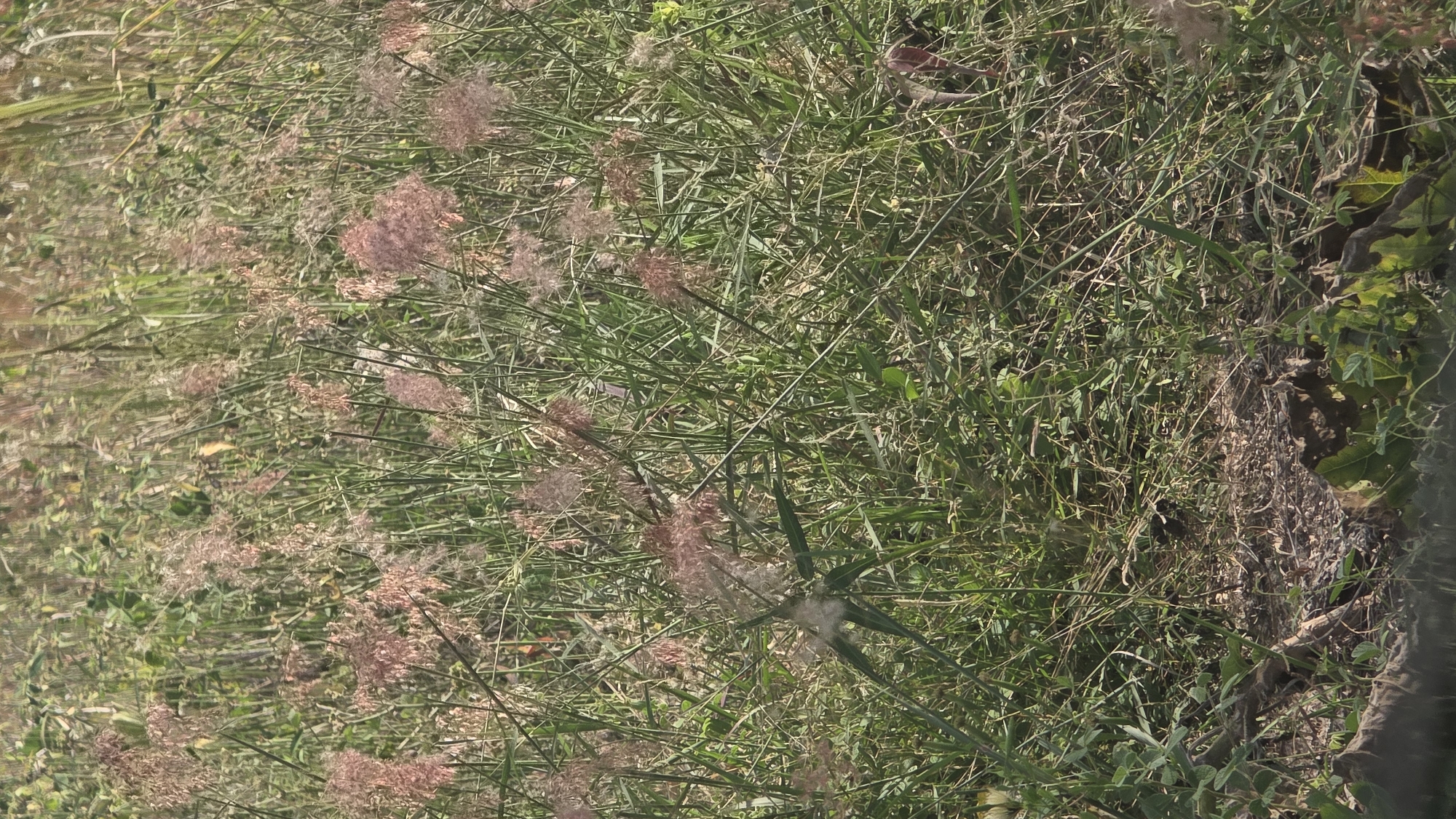 The image shows a patch of overgrown grass and weeds. Some of the plants have pinkish-tan feathery seed heads. The plants are densely packed. To the right of the frame is a strip of dry, brown vegetation next to some green foliage. It is impossible to ascertain if this image was taken in Lhokseumawe, Indonesia without more information. There are no people visible in the image.