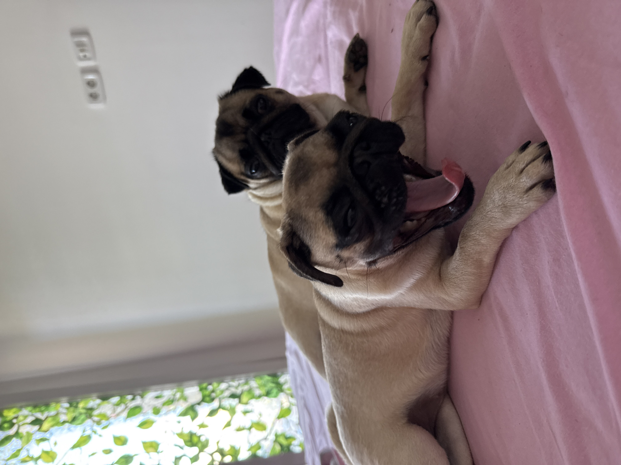 Two pugs are lying on a pink blanket. One pug in the foreground is yawning widely, showing its tongue and teeth. The second pug is in the background, lying down and looking towards the camera. A window with green foliage is visible in the upper left corner, and two electrical outlets are mounted on the wall in the upper right corner.