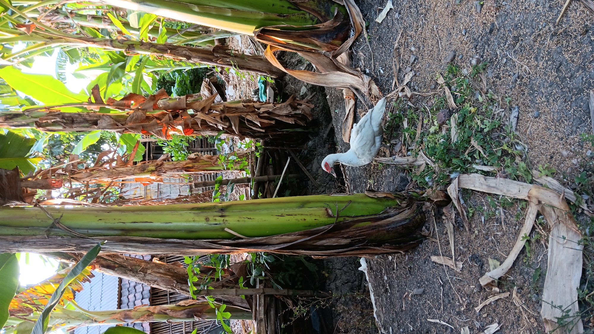 A white Muscovy duck stands on the dusty ground amidst banana trees in Sonobekel, Indonesia. The duck, facing right, has red skin around its eyes and beak. The ground is a mixture of dark soil, scattered dry leaves, and small debris. Several large banana trees with green trunks and dried brown leaves dominate the foreground and mid-ground. In the background, a rustic wooden structure with a corrugated metal roof is visible, along with more banana trees and dense foliage. The lighting suggests it is either early morning or late afternoon, with sunlight filtering through the leaves.