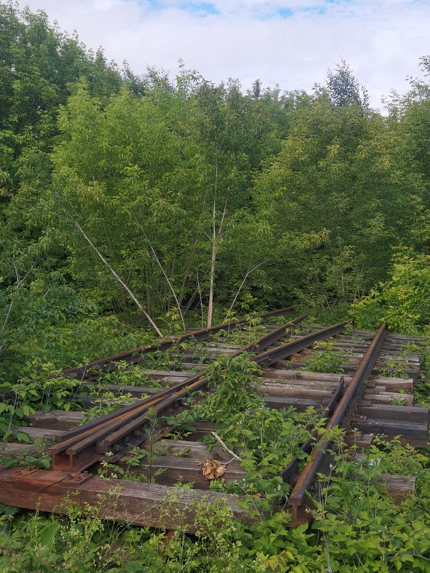 The image shows an abandoned railroad track overgrown with vegetation. The tracks are made of steel and rest on wooden sleepers. The surrounding area is densely covered with green foliage and trees, suggesting a natural or semi-wild environment. The sky in the background is partly cloudy. The scene appears to be located in a rural or overgrown area, possibly on the outskirts of a city. Given the prompt's instruction to place this image in Chaikovsky, Russia, it depicts an abandoned railway infrastructure within or near the city, now being reclaimed by nature. No people are present in the image.