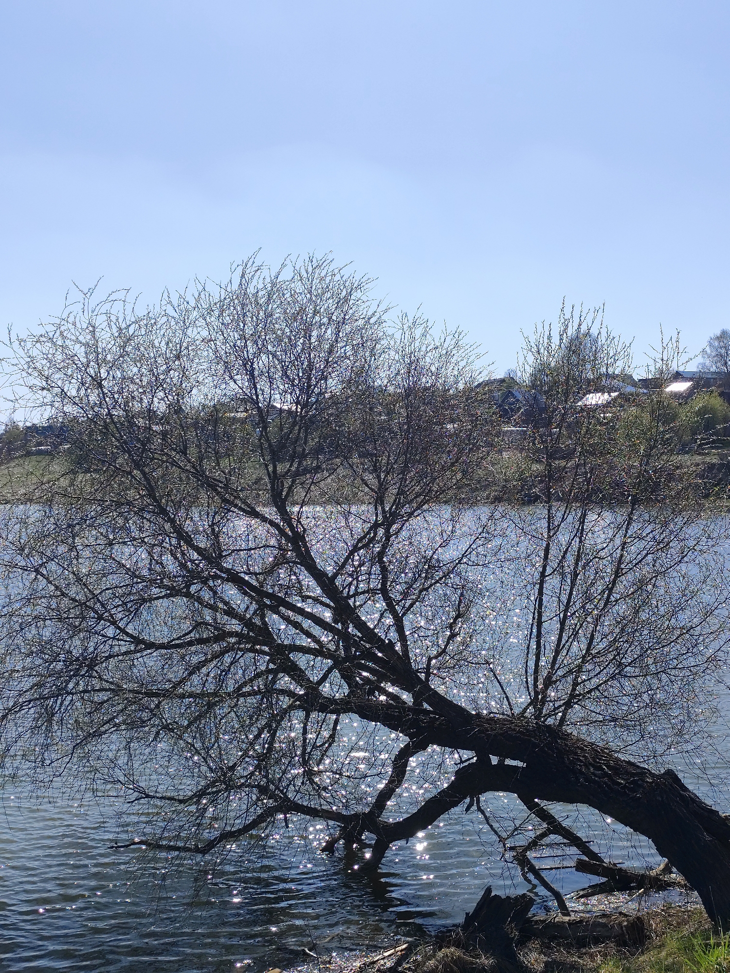 The image shows a tree leaning over water. The water has a glittering surface, likely due to sunlight. In the background, there are buildings, suggesting a settlement or village setting. The sky is a clear, light blue. The tree is mostly bare, with only small buds visible, suggesting early spring. The location is Фоки, Russia.