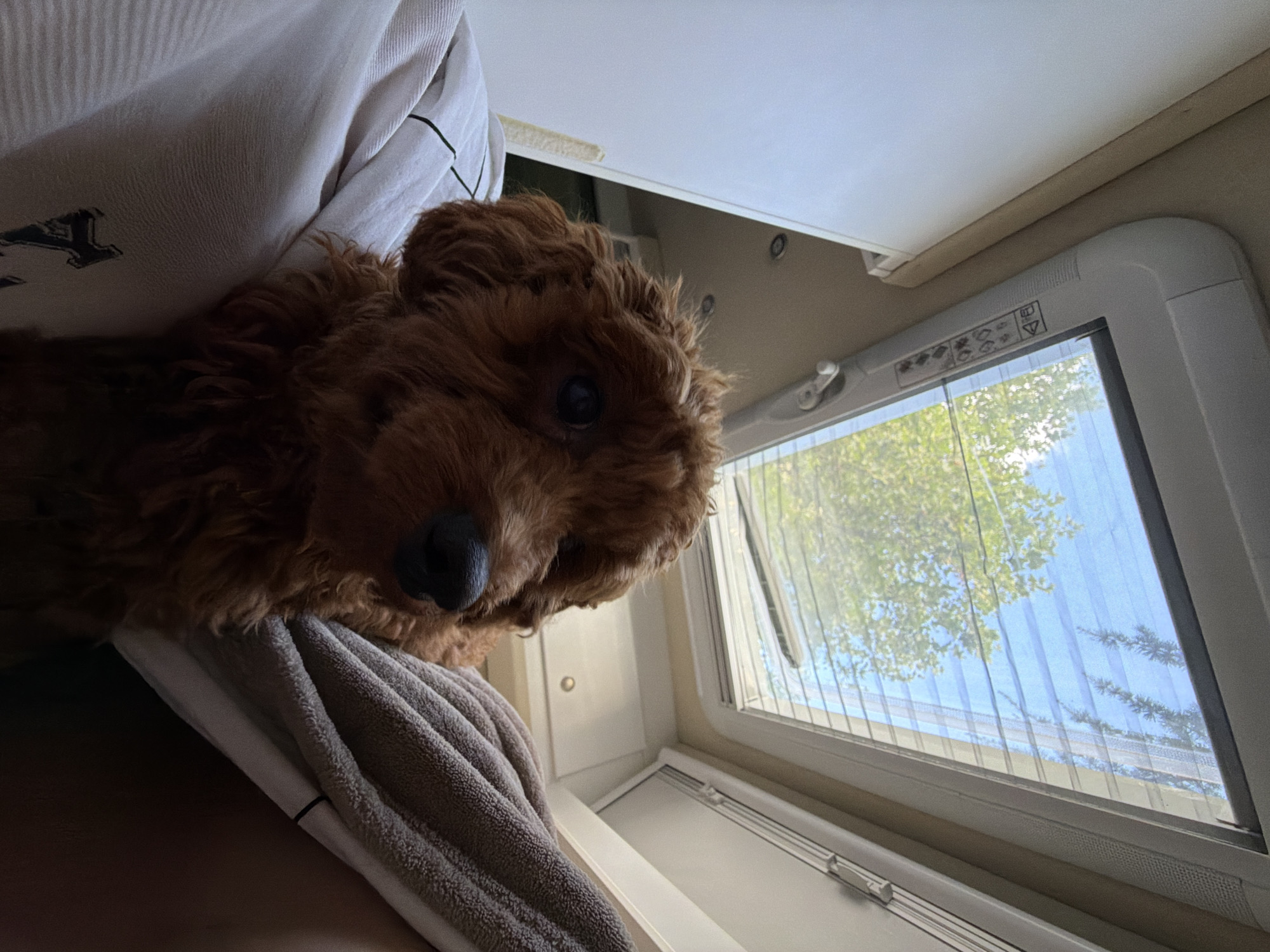 A fluffy, reddish-brown dog is resting on what appears to be a bed or soft surface covered with a white patterned sheet and a grey towel. The dog is facing the camera, with its head angled slightly to the right. Behind the dog, a skylight window is open, revealing a blue sky with some clouds and green foliage from trees outside. The interior of the space appears to be a recreational vehicle or a similar compact living area, with white walls and ceiling panels visible. The lighting suggests it is daytime. No specific location in Kazanlak, Bulgaria, can be determined from the image.