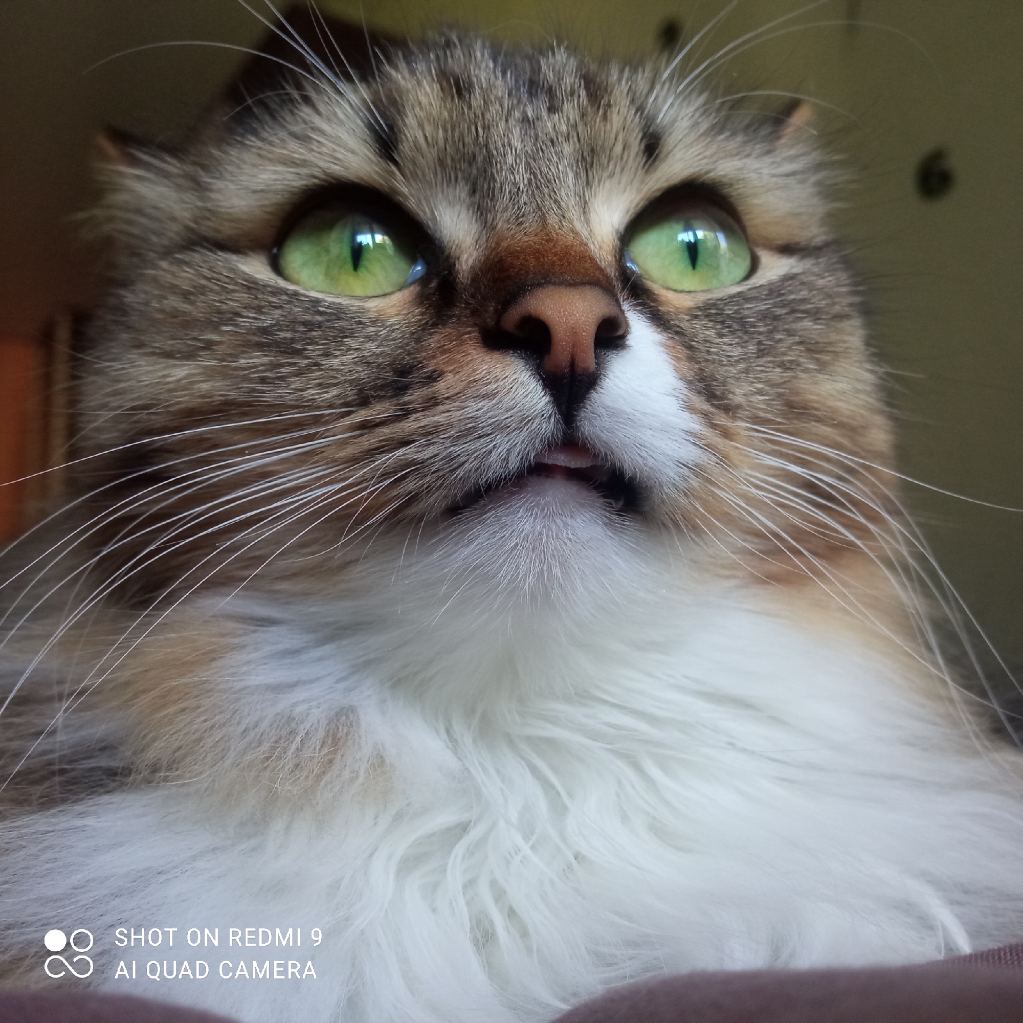 A close-up, low-angle photograph shows a cat's face. The cat has green eyes, a pink nose, and a mix of brown, white, and tan fur. A small part of its tongue is visible. The background is out of focus, appearing to be a beige or light yellow color. A watermark on the bottom left corner indicates the image was taken with a Redmi 9 AI Quad Camera. There is no indication that this image was taken in the city of Chaikovsky, Russia.