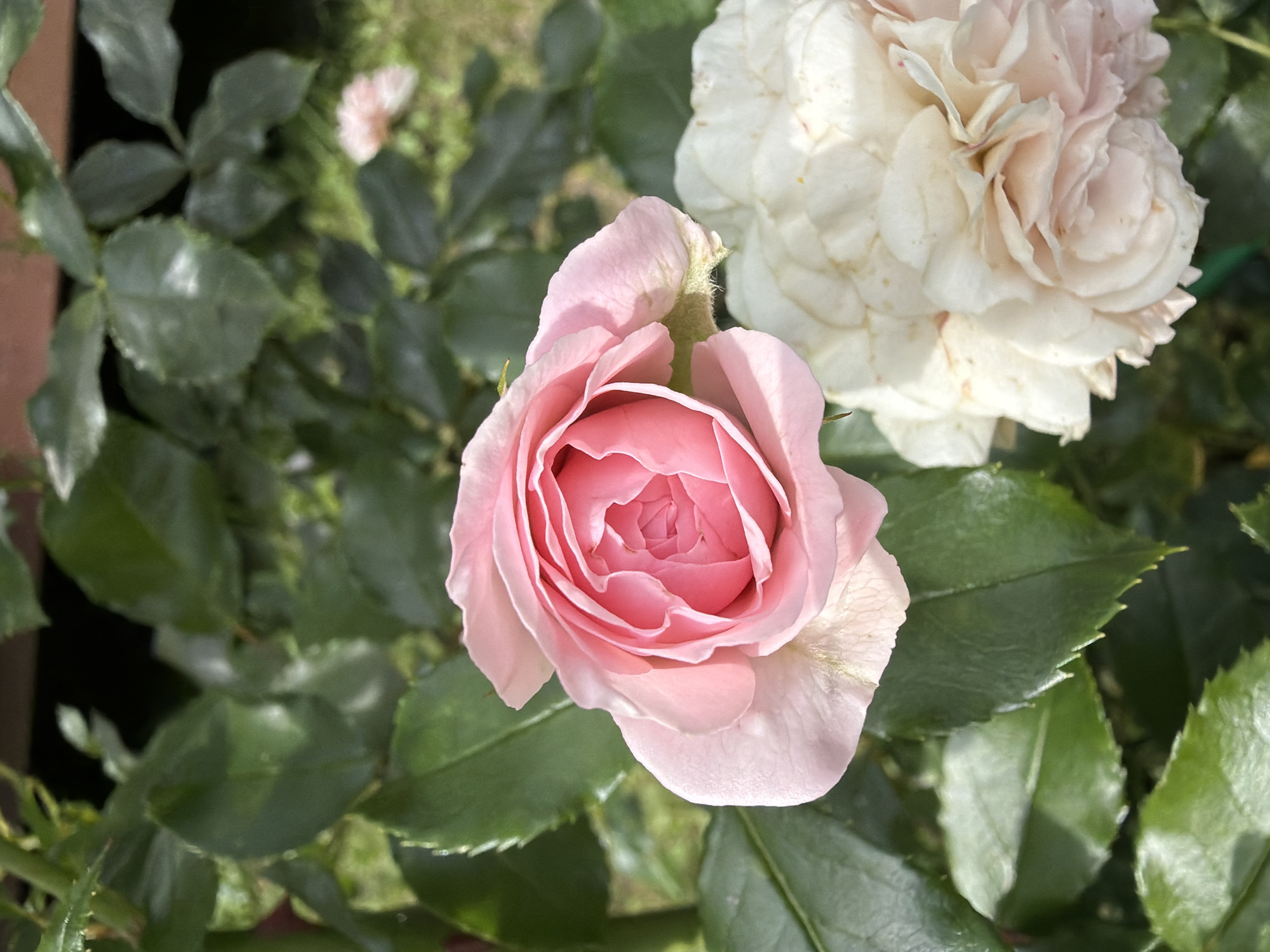 In Imeni Vorovskogo, Russia, a close-up, eye-level shot features two roses in a garden. The primary subject is a delicate pink rose in the upper center, its petals unfurling from a tightly coiled center. To the right and slightly lower is a white rose, its petals also open and layered, with hints of pink at the edges. Both roses are surrounded by lush, green foliage. The background is a blur of more green leaves and a hint of dark brown, possibly a fence or planter box. The lighting suggests it is daytime, with sunlight illuminating the petals of the pink rose.
