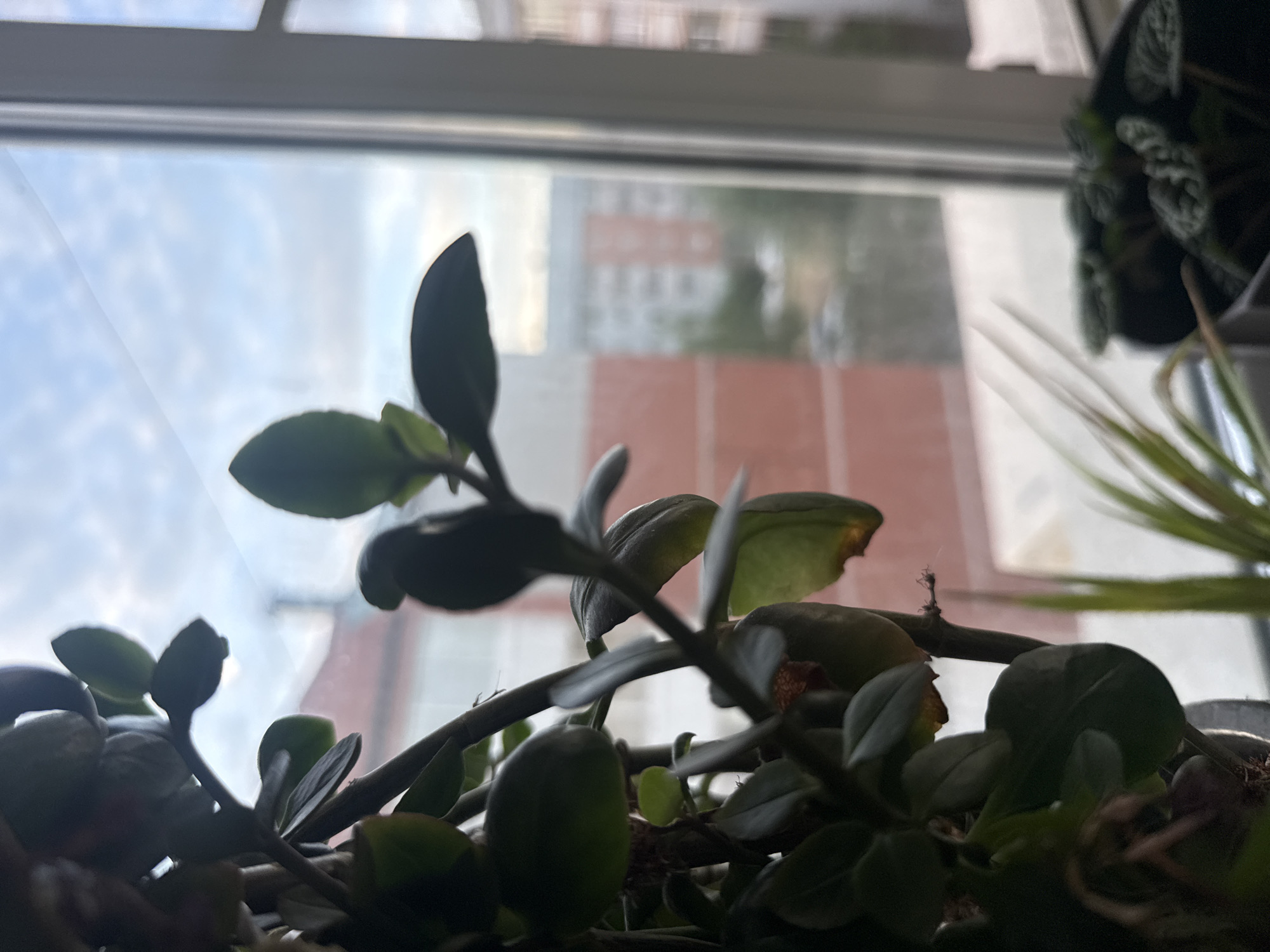 A close-up shot features the dark green leaves and stems of a houseplant in the foreground, positioned to the left of a window. The plant is partially obscuring the view outside, which shows a cloudy sky and apartment buildings. The window frame is visible on the right side of the image. The buildings outside appear to be of moderate height, with some windows visible. The overall lighting suggests it is daytime, possibly overcast, with the natural light coming from the window. The scene appears to be indoors, with the plant likely on a windowsill or nearby surface. There are no people or animals present in the image.