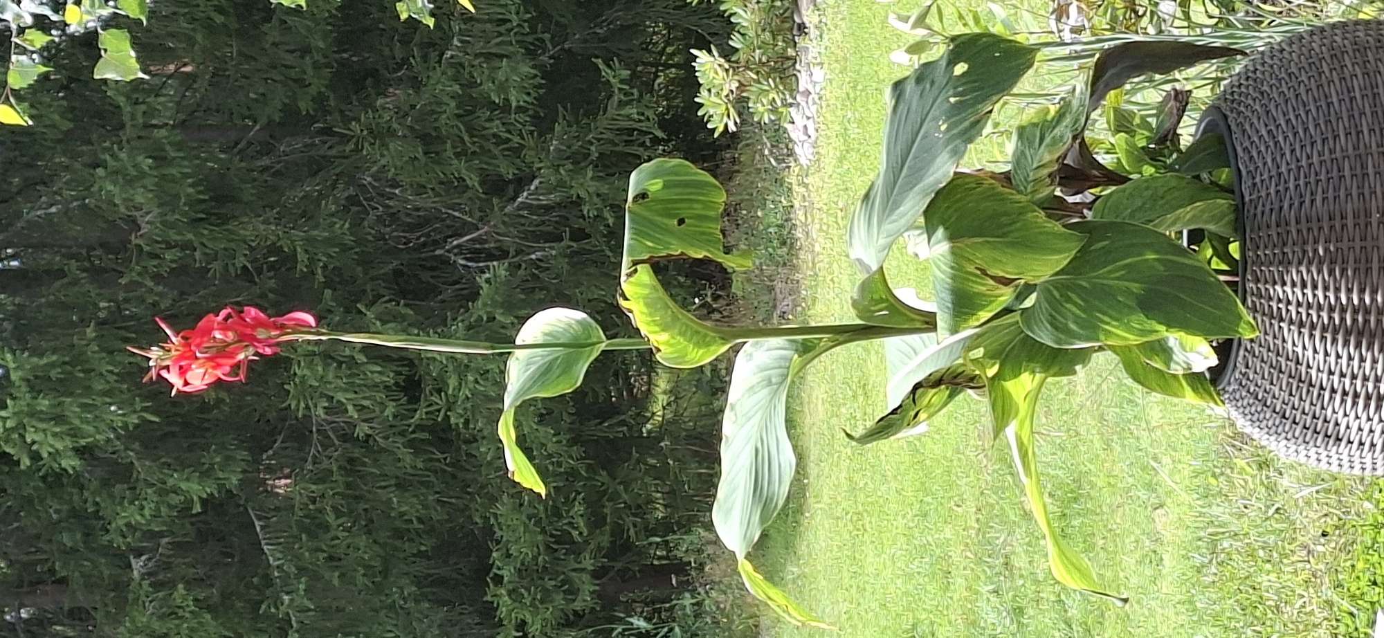 The image shows a potted canna lily plant with bright red flowers. The plant is in a dark grey, woven pot. The background consists of green grass, trees, and some rocks. The lighting suggests it is daytime, likely sunny. The location is specified as Järvenpää, Finland, implying an outdoor garden setting. There are no people or animals visible in the image.